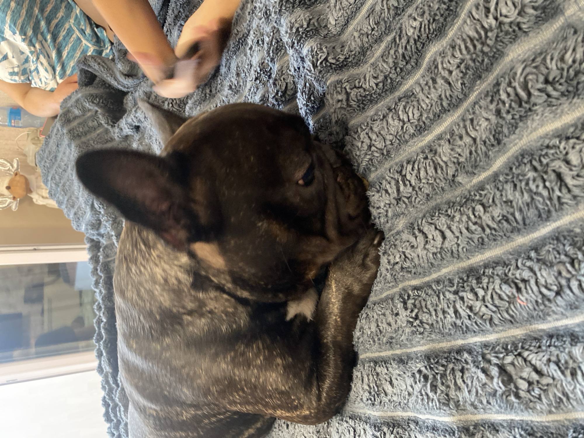 A brindle French Bulldog lies on a blue, textured blanket. The dog is curled up with its head down. To the right of the dog, a person's arm and hand are visible, with the hand appearing to be holding something small and red. The background shows a window or glass door with reflections, and part of a wall. The environment suggests an indoor setting, likely a home. There is no information about the specific location in Kamianske, Ukraine.
