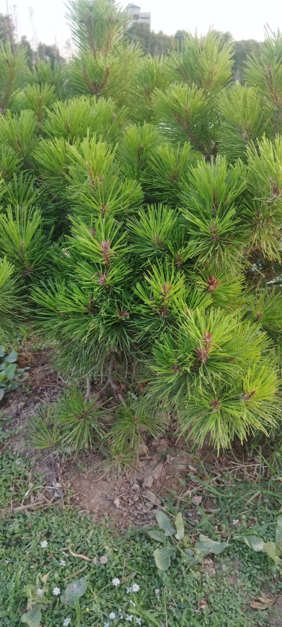 A close-up shot focuses on the bright green needles of a pine tree, with a blurred background showing some trees and a building under a bright sky. The pine needles are long and slender, clustered together at the ends of branches. Some small, reddish-brown buds are visible among the needles, suggesting new growth. The foreground shows the ground covered in dry soil, scattered with a few small green plants and some dry grass. The overall impression is of a lush, healthy evergreen plant in an outdoor setting. The lighting suggests it's daytime, and the clear sky might indicate fair weather. There is no visible text in the image.