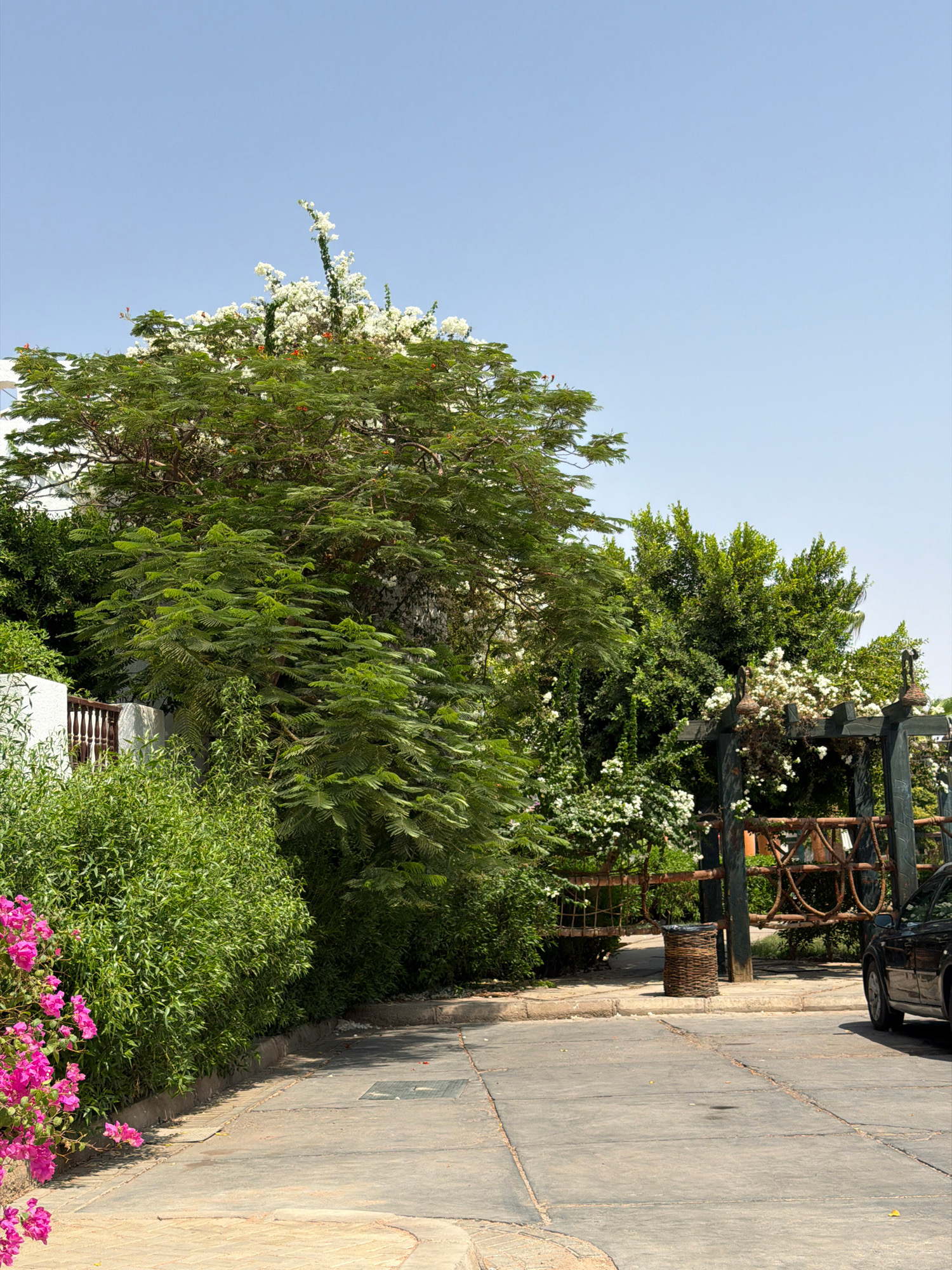 The image depicts a sunny outdoor scene in Sharm El Sheikh, Egypt. A paved pathway curves through lush green vegetation, with a large tree laden with white flowers dominating the left side of the frame. To the right, a rustic wooden pergola is adorned with more white flowers and intricate metalwork, suggesting an entrance or garden feature. A dark-colored SUV is partially visible on the right edge of the road. The overall atmosphere is tranquil and tropical, characteristic of resort areas.