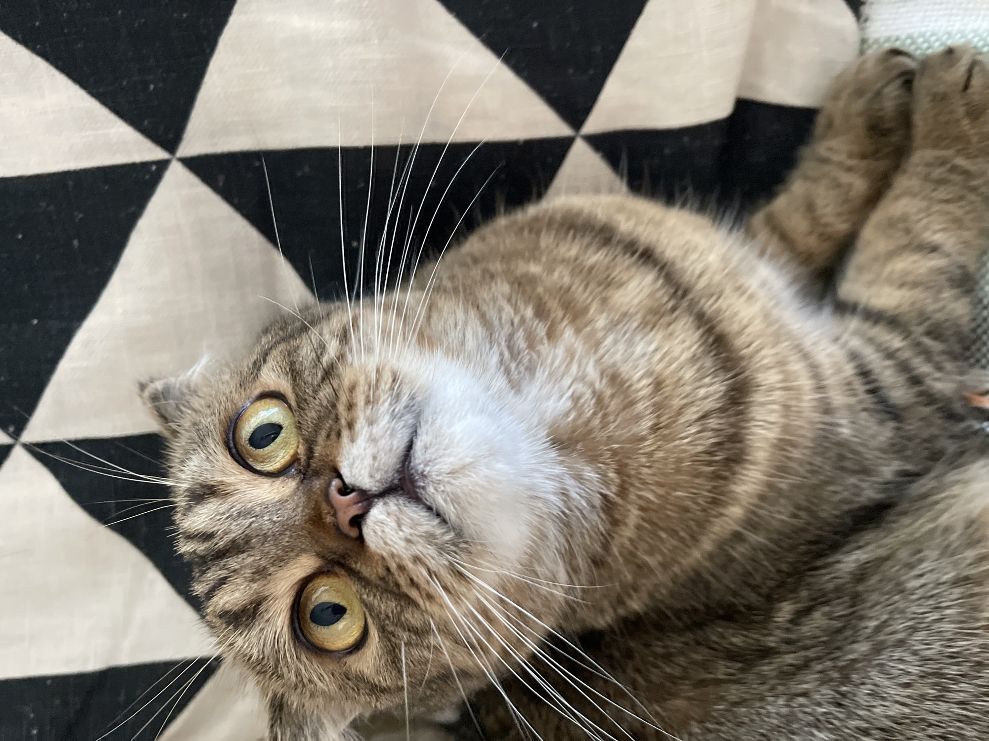 The image shows a close-up of a tabby cat with wide, yellow eyes looking upwards. The cat has folded ears and prominent white whiskers. It is lying on a surface with a black and white geometric pattern. The background appears to be a patterned fabric. The cat's fur is a mix of brown, black, and tan stripes. No specific location in Dzerzhinsk, Russia, is identifiable from the image.