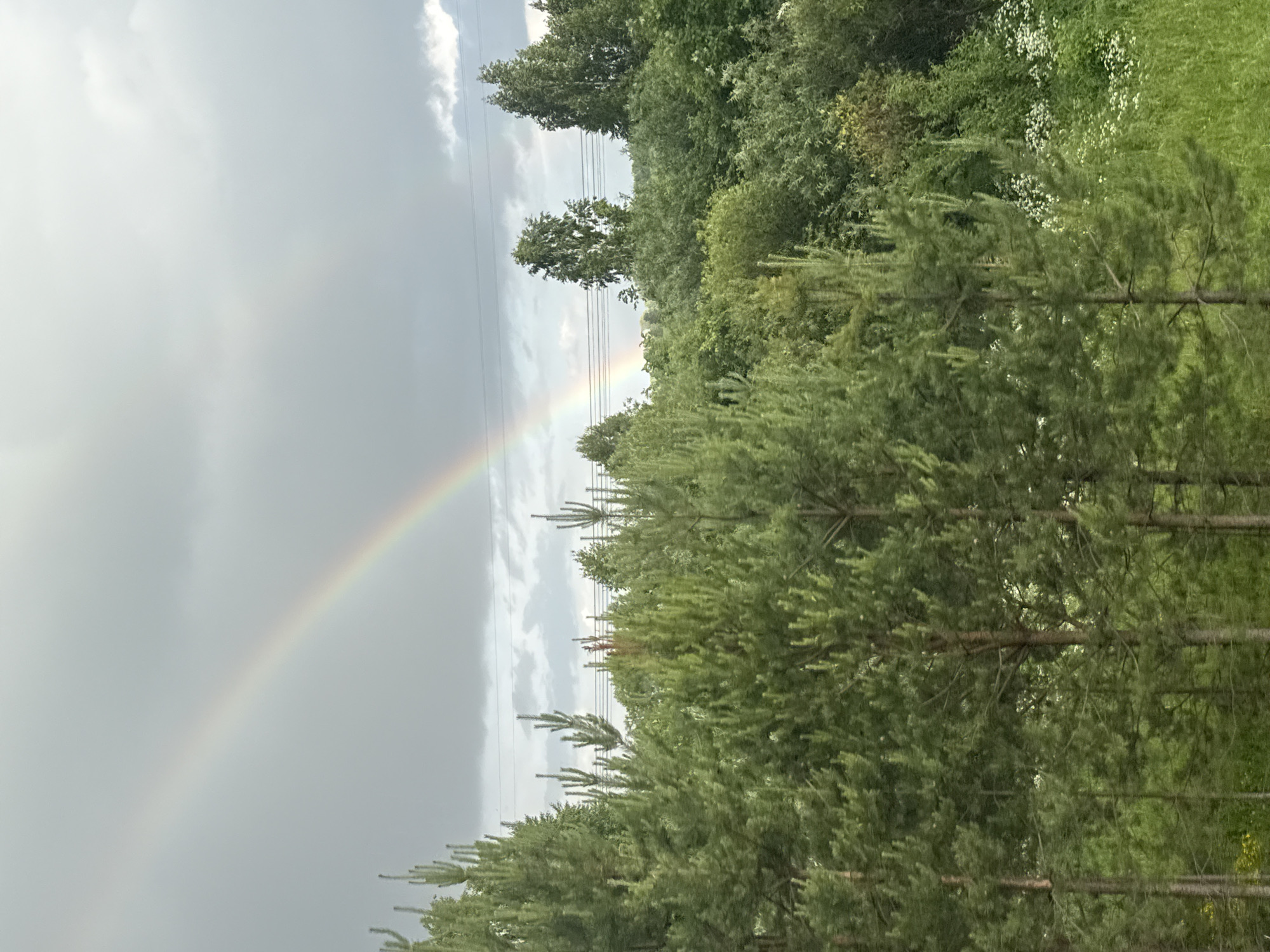 A wide shot captures a landscape featuring a vibrant double rainbow arcing across a cloudy sky above a dense forest. In the foreground, a dense cluster of evergreen trees, likely pines, dominates the lower portion of the frame. Behind them, a mixed forest extends into the distance, with deciduous trees and lighter foliage visible. Electrical wires are suspended horizontally across the middle ground. The overall impression is of a natural scene after a rain shower, with the rainbow serving as a prominent natural phenomenon. The image does not contain any people or buildings, and therefore its specific location in the city of Kirillovka, Russia, cannot be determined from visual cues alone.