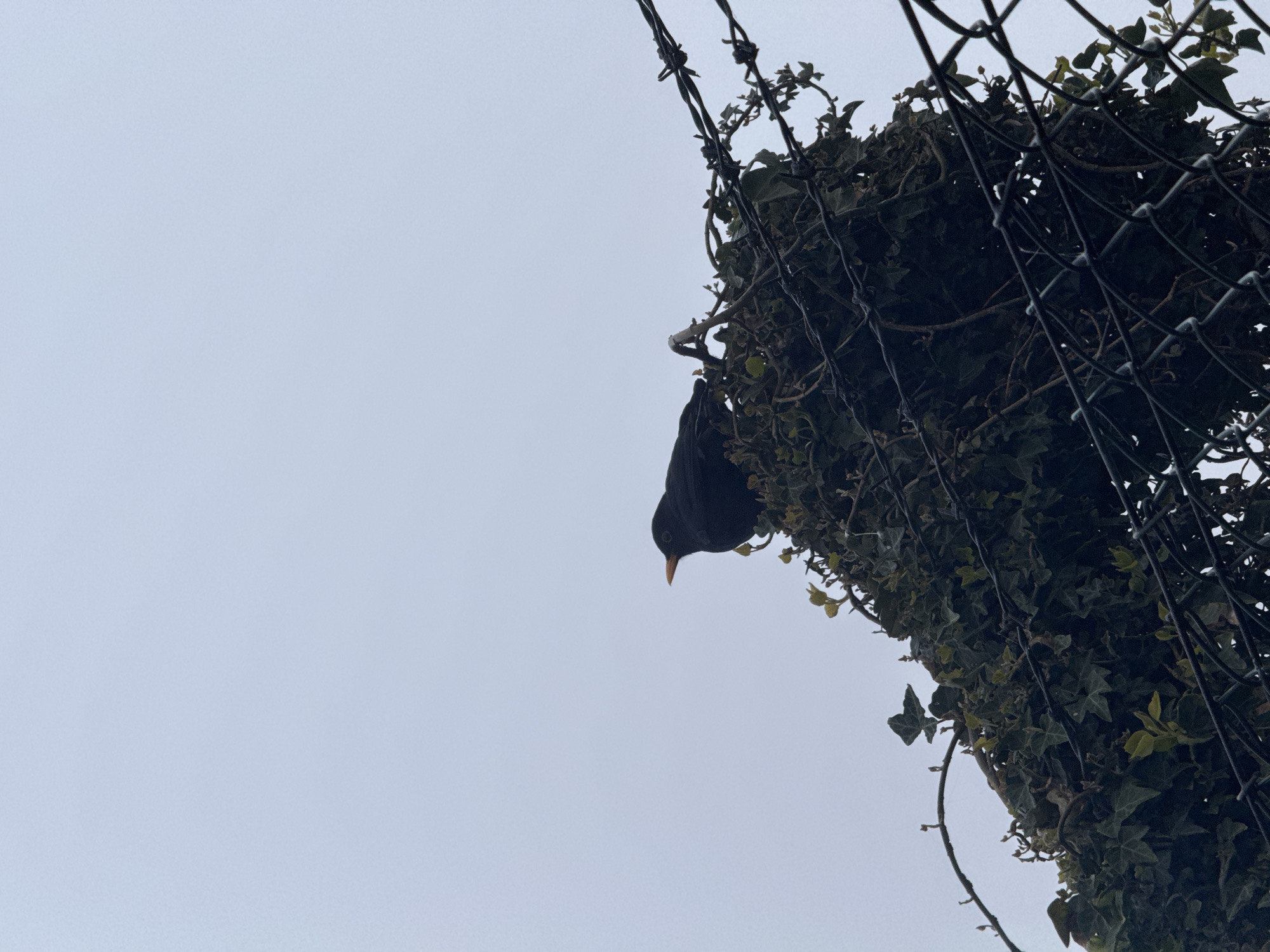 A black bird with a yellow beak hangs upside down from a mass of ivy and vegetation tangled within a wire fence against a cloudy, grey sky. The location is Unknown, Unknown.