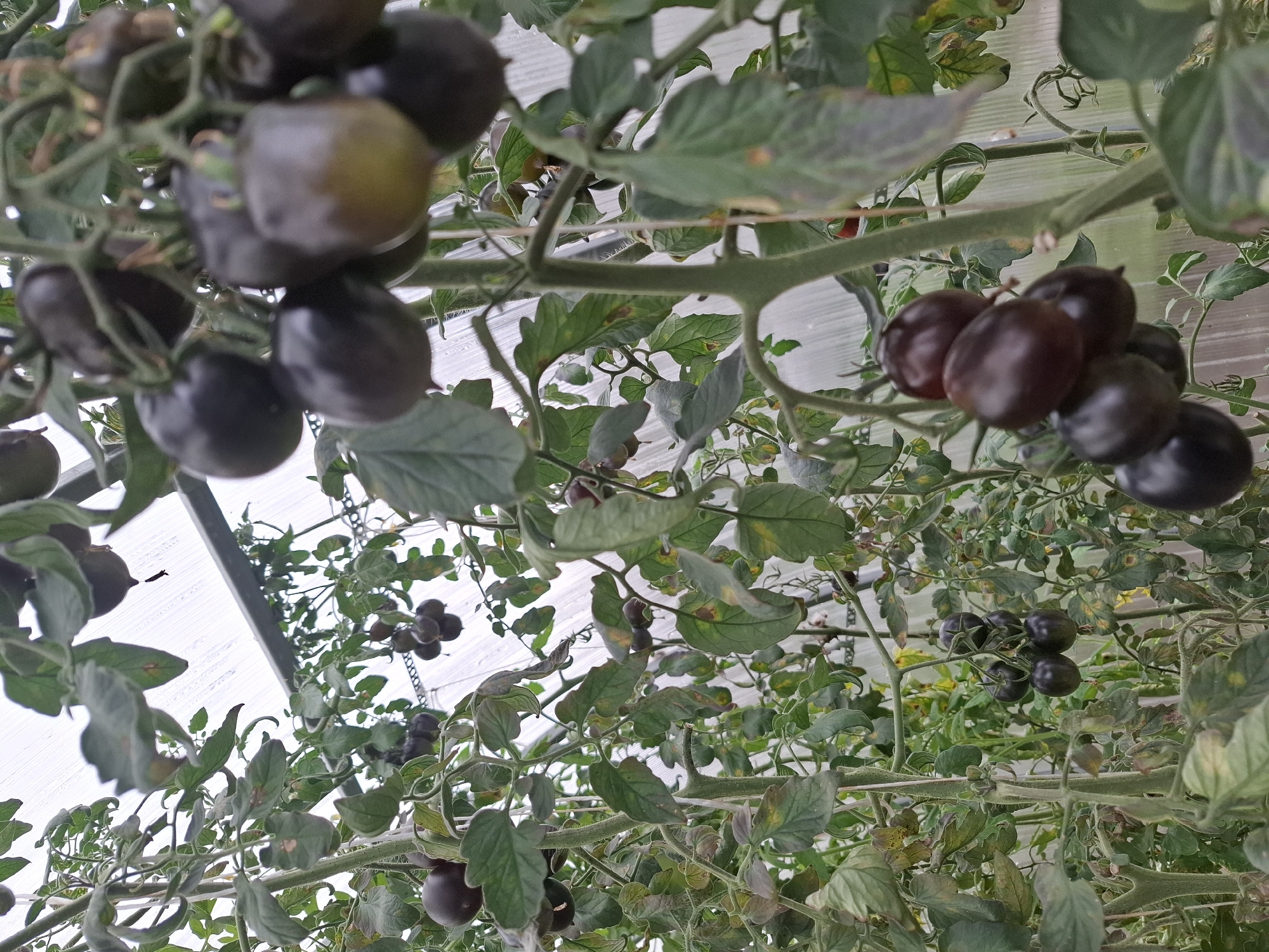 In a greenhouse in Tyumen, Russia, several tomato plants are growing. The plants are laden with dark, purple-black tomatoes, some appearing ripe and others still developing. The tomatoes are clustered in bunches on the vines, which are supported by stakes and other greenhouse structures. Green leaves and stems are abundant, with some evidence of yellowing or spots on a few leaves, suggesting potential environmental stress or disease. The background shows the translucent sheeting of the greenhouse, allowing diffused light to illuminate the scene. There are no people visible in the image.