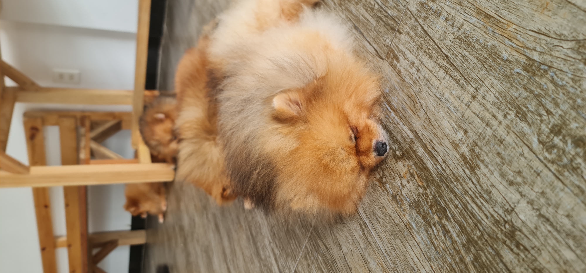 A fluffy, orange-brown dog, likely a Pomeranian, is captured resting peacefully on a wood-patterned floor in an indoor setting. The dog is lying on its side with its eyes closed, suggesting it is asleep or deeply relaxed. Its fur displays rich shades, transitioning from lighter orange on its face and front to darker brown and tan on its back and hindquarters. A distinct black nose is visible on its snout.
In the background, out of focus, are light-colored wooden furniture elements, possibly legs of a table or chair, and another small, similarly colored dog is partially visible beneath the furniture, also appearing to rest. A white wall with a visible electrical outlet further confirms the indoor environment. The floor features prominent, textured wood grain patterns in shades of light brown and gray, contributing to a natural aesthetic. The overall ambiance is calm and serene. No visible text is present in the image. This scene is located in Đà Nẵng, Vietnam.
