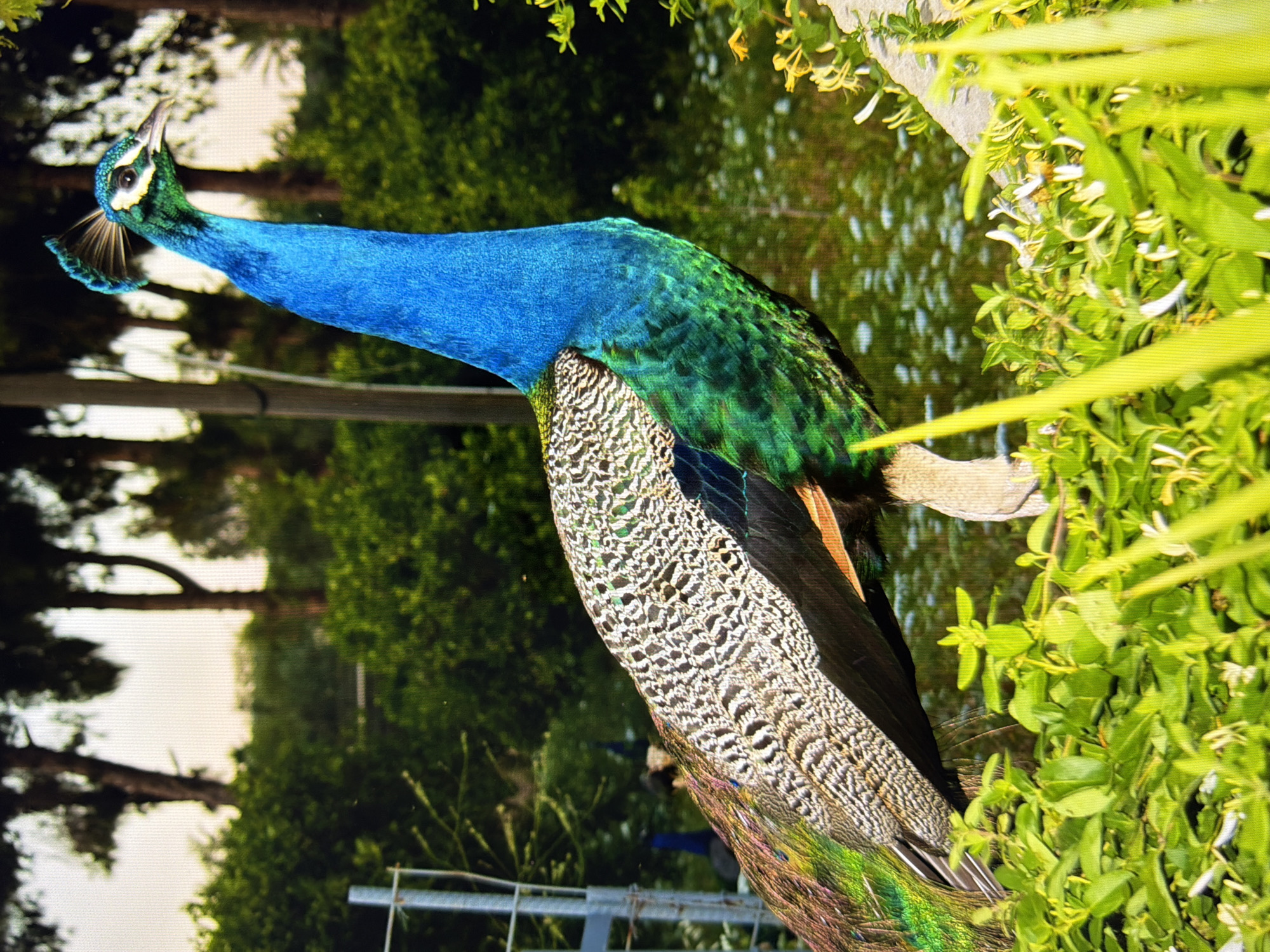 A peacock stands on its leg, facing right in profile. Its neck is a vibrant blue, transitioning to iridescent green on its chest and lower body. The bird's back is adorned with intricate, cream-colored feather patterns. In the background, lush green trees and foliage create a natural setting. The foreground is filled with vibrant green leaves and some small white flowers. The scene is well-lit, suggesting it is daytime. The image does not provide any information about a specific location in the city of Kyiv, Ukraine.
