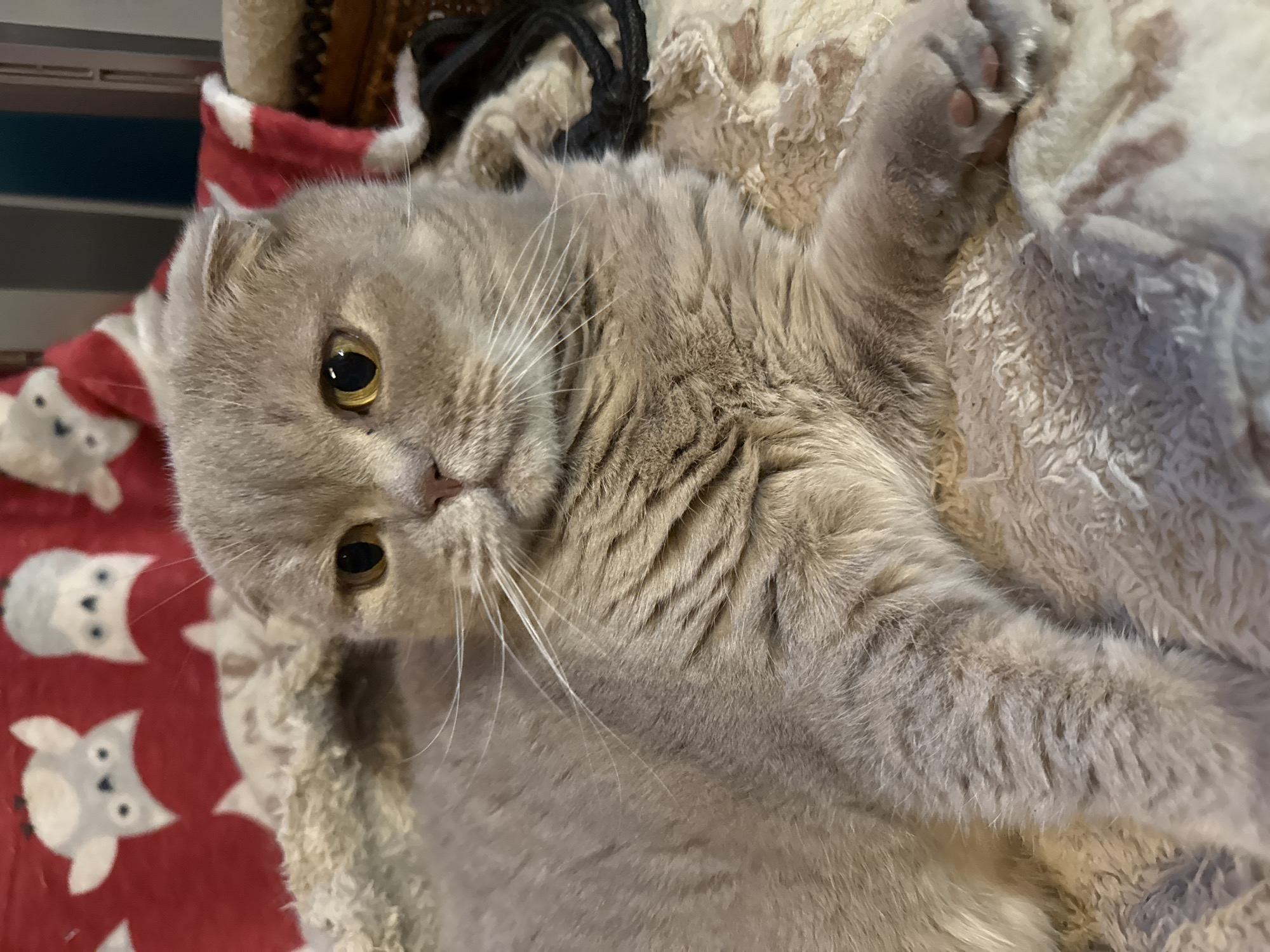 The image shows a close-up of a grey Scottish Fold cat lying on a blanket. The cat has yellow eyes and distinctive folded ears. The blanket appears to be soft and textured, possibly made of fleece, and has a pattern of white, fluffy material. In the background, a red blanket with a white pattern of cartoonish animals, possibly reindeers or bears, is visible. The overall environment appears to be indoors, likely a home setting. There is no indication of the city of Hallum, Netherlands, in the image.