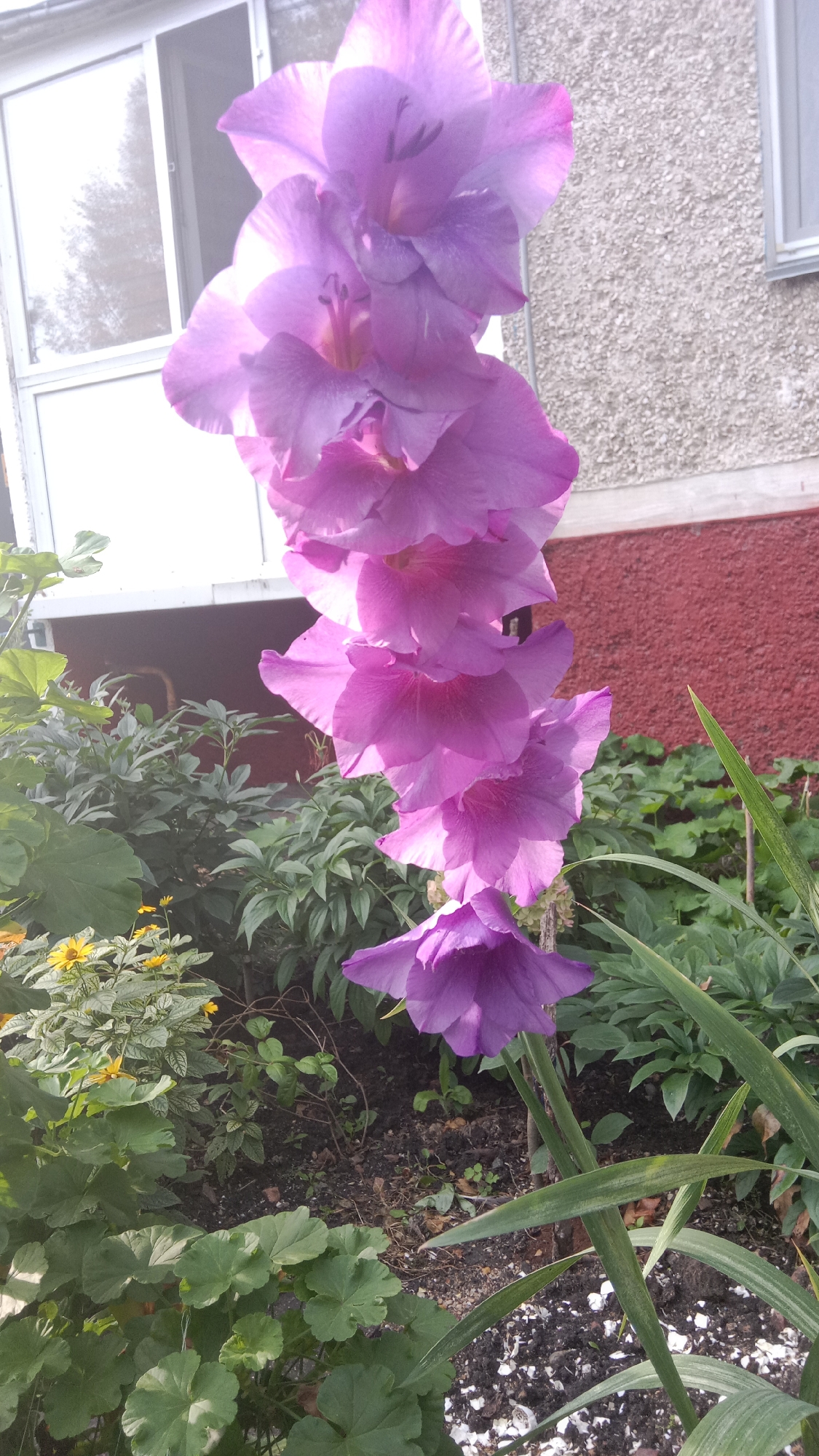 The image depicts a close-up view of a blooming gladiolus flower with large, layered purple petals. The flower stalk is positioned in the foreground, slightly to the right of the center, and extends upwards. Behind the flower, a building with a textured, light-colored wall and a red lower section is visible. To the left of the gladiolus, there are lush green plants, including geraniums with large, rounded leaves and smaller yellow flowers. The ground beneath the plants is dark soil with some scattered white debris, possibly shell fragments. In the background, a window with a sliding screen is visible on the building. The scene appears to be an outdoor garden setting, likely in a residential area. The lighting suggests it is daytime, with sunlight illuminating the flower and casting shadows. The image has been captured in the city of Petropavl, Kazakhstan.