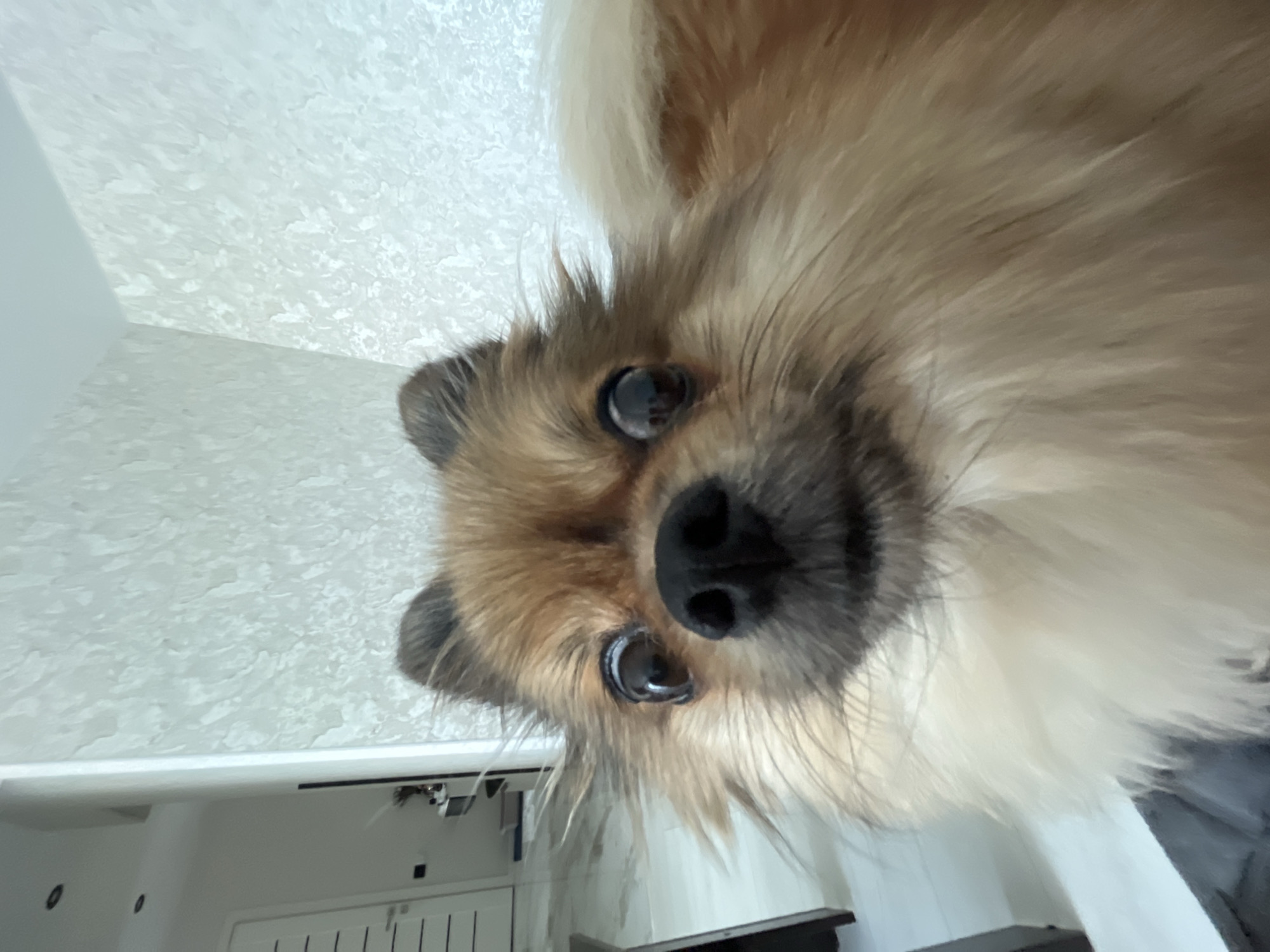 A Pomeranian dog is captured in a close-up, selfie-style shot, looking directly at the camera with large, dark eyes and a wet black nose. Its tan and white fur is fluffy and windswept, with its ears perked upwards. The background is out of focus but suggests an indoor setting with textured, light-colored walls and a door visible on the left. The dog's expression is curious and playful.