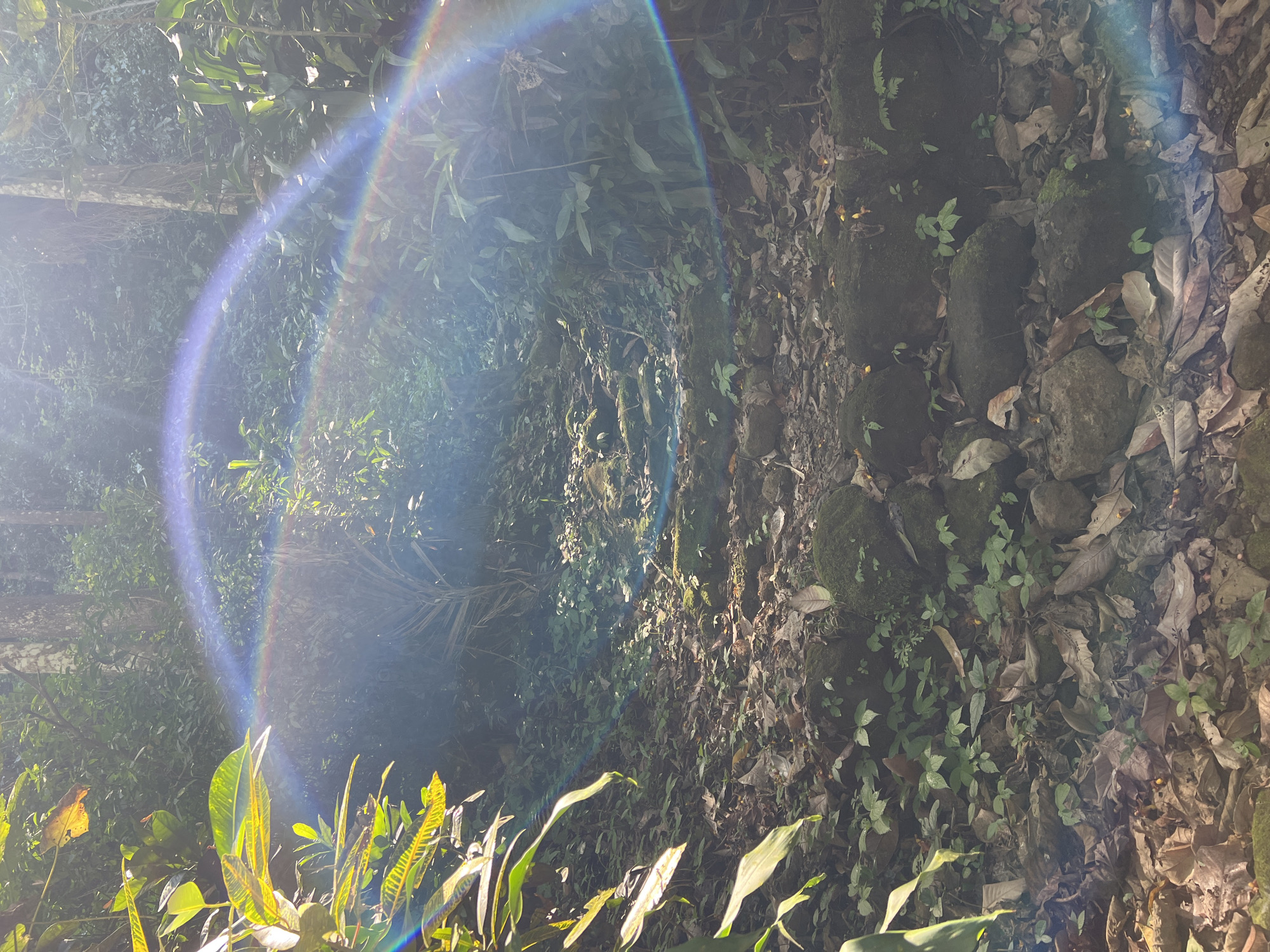 A jungle path is depicted with dense foliage on either side and a scattering of fallen leaves and moss-covered rocks on the ground. A rainbow-like light flare arches across the upper right portion of the image. The scene is illuminated by sunlight filtering through the trees, creating dappled light and shadows. The location is identified as a jungle path in Busungbiu, Indonesia.