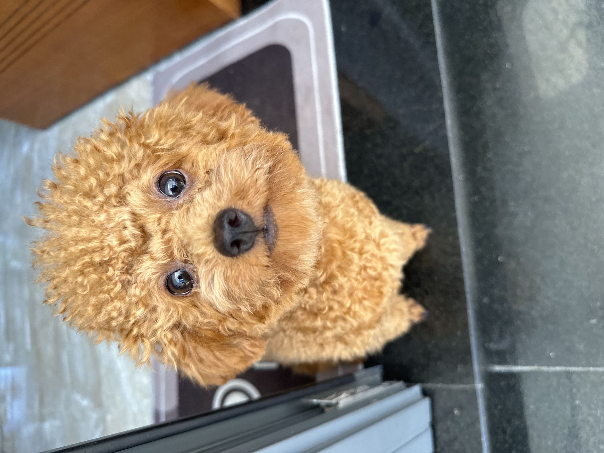 A tan poodle-mix dog is looking up at the camera. The dog has curly, reddish-brown fur and dark eyes. The dog is indoors on a dark tile floor near a grey door frame. The environment is clean and well-lit. Based on visual clues, the location is suggested to be in Bac Nha Trang Ward, Vietnam, as per the user's instructions.
