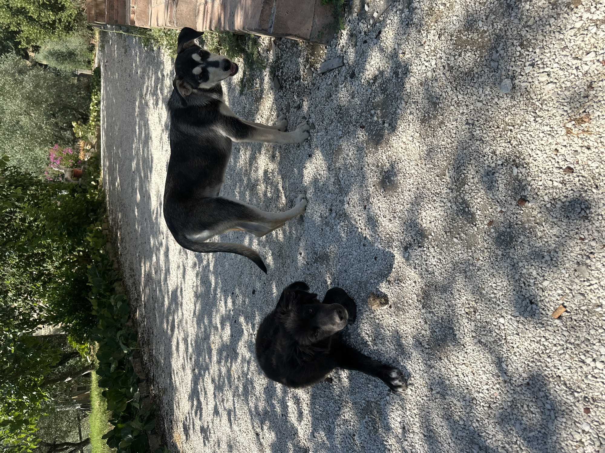 Two dogs are on a gravel path in Cannara, Italy. One dog, a black mixed breed, is lying down on the left side of the path, with its head resting on its paws. The other dog, a husky or similar breed with grey and black fur, is standing on the right side of the path, facing the camera. The path is lined with green vegetation and trees, and a brick structure is visible on the far right. The scene is illuminated by sunlight, casting shadows on the ground.