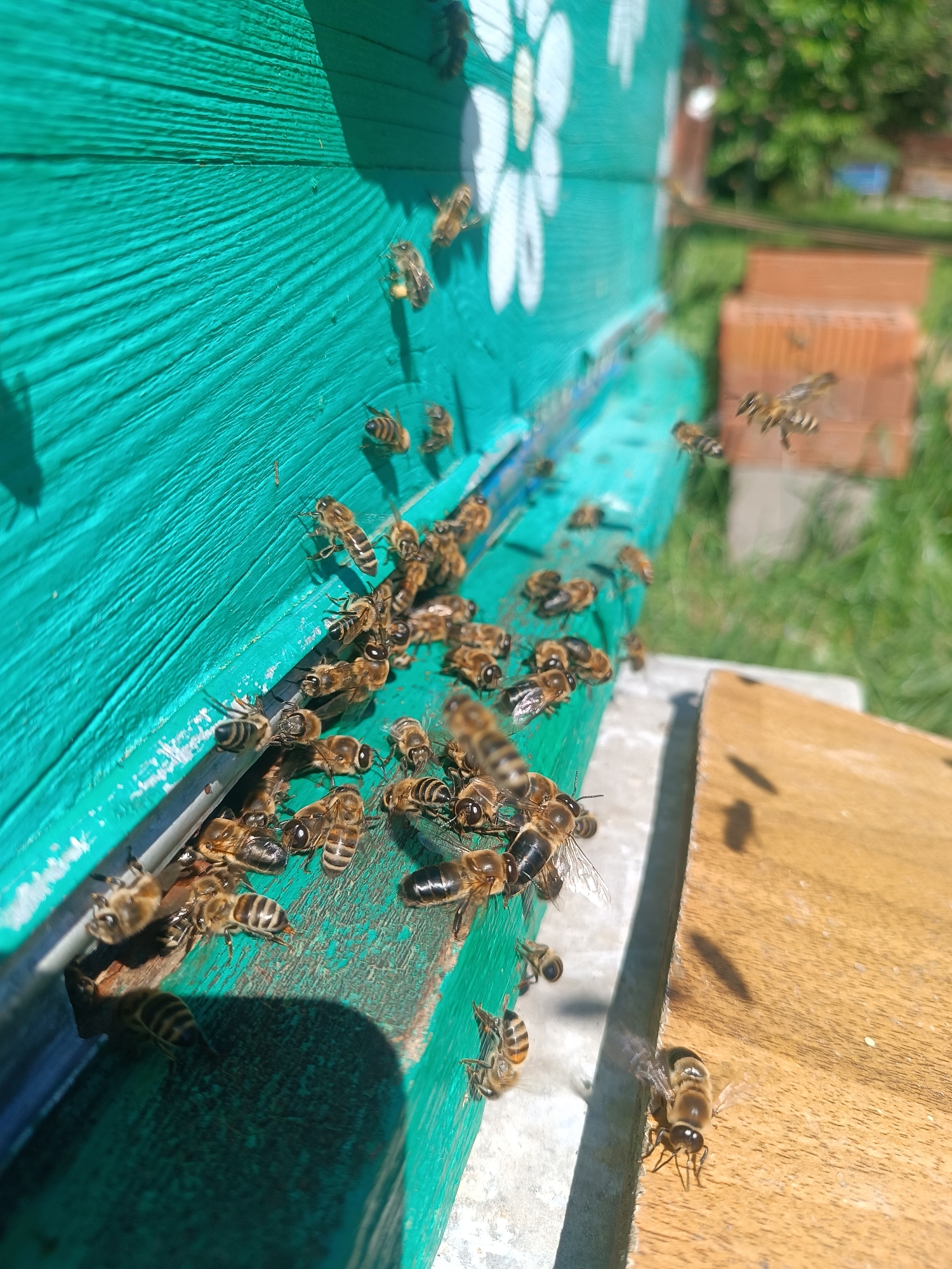 The image displays an active apiary scene in Motyakovo, Russia, under direct sunlight. The central object is a wooden beehive, painted a distinct teal-green, exhibiting visible horizontal grain patterns. A white floral stencil or graphic is present on the upper left section of the hive.
Numerous European honey bees (Apis mellifera) populate the scene, concentrated around a horizontal entrance slit at the base of the teal hive structure. Many bees are crawling on the teal surface adjacent to the entrance, with others actively entering and exiting the hive. A light brown wooden landing board extends from beneath the hive entrance, also occupied by multiple bees. At least one bee on the upper teal surface shows visible yellow pollen loads on its hind legs, indicating a returning forager. Several bees are captured in various phases of flight, both immediately in front of the hive and in the blurred mid-ground.
Bright sunlight casts sharp shadows on the hive's surface and the landing board. The background, largely out of focus, reveals green grass and foliage on the right side, along with indistinct reddish-brown brick structures further in the distance. No human presence is visible.
