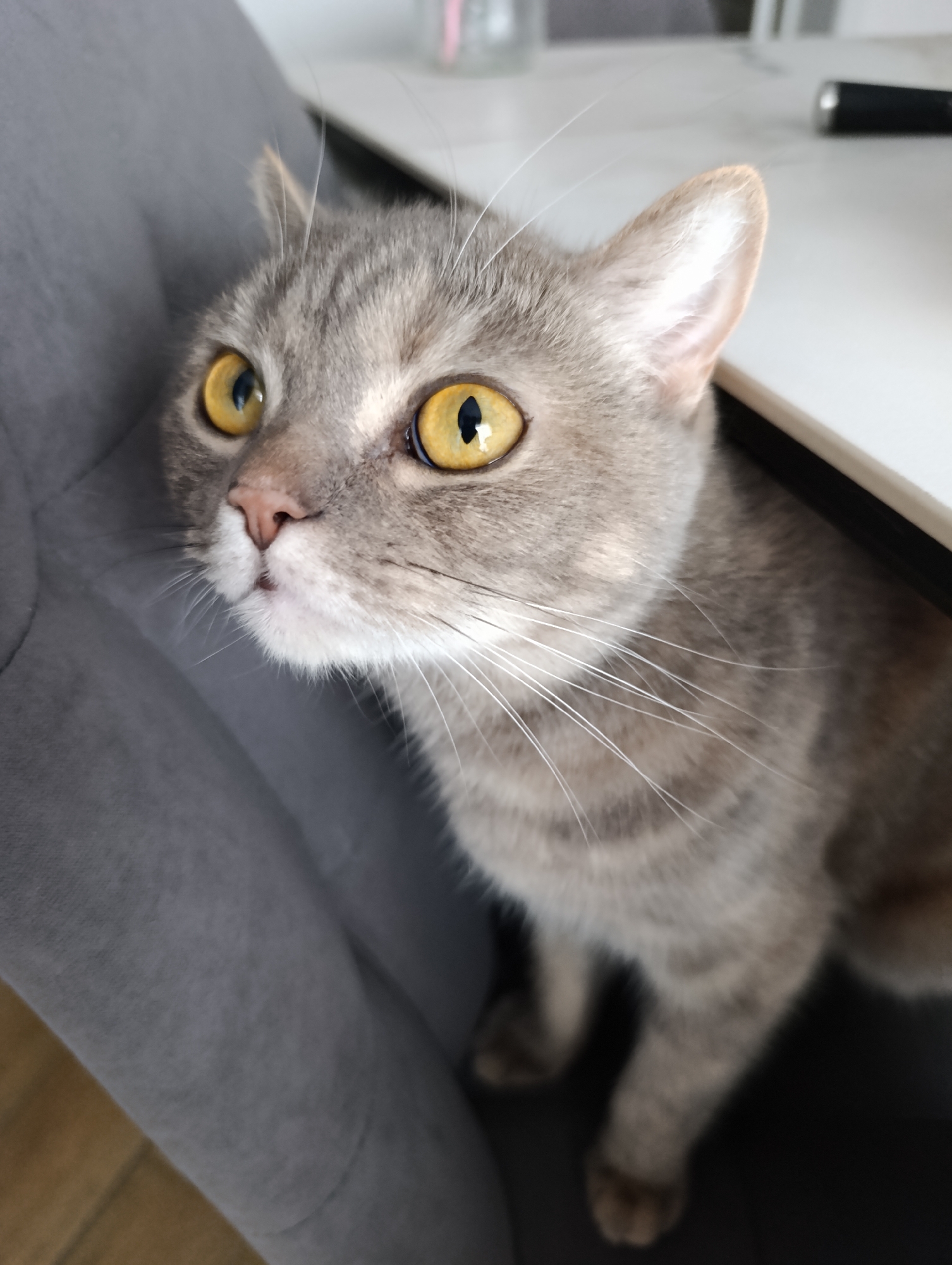 A close-up shot depicts a gray tabby cat with striking yellow eyes. The cat is positioned partially within a gray chair, its face angled slightly upwards. Its whiskers are prominent and white. A portion of a white tabletop is visible in the background. The location is unknown and there is no verifiable connection to the city of Chaikovsky, Russia.