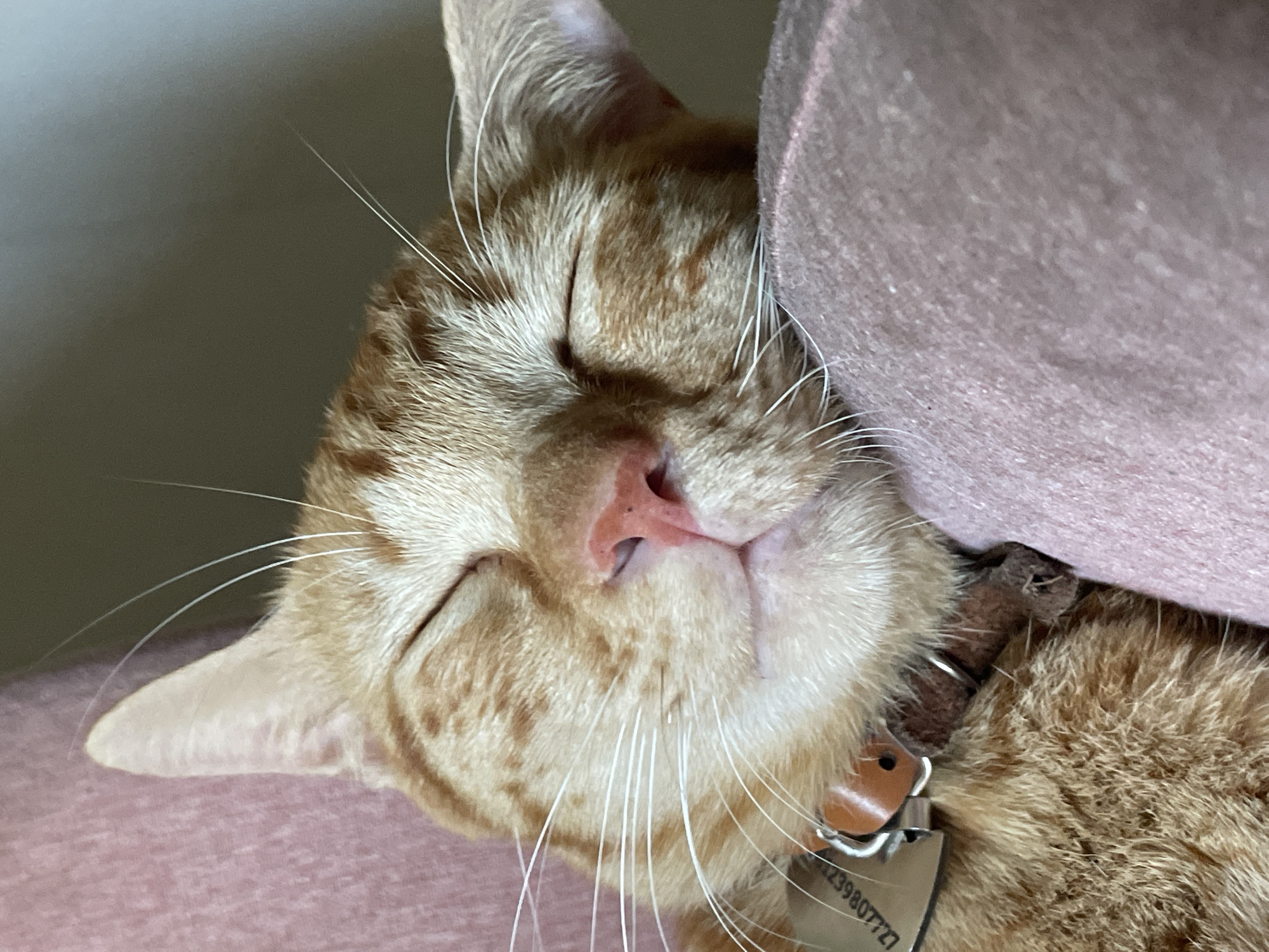 A domestic cat, an orange tabby, is observed sleeping in a close-up, high-angle shot. Its eyes are closed, and its pink nose is centered. Numerous prominent white whiskers extend from both sides of its muzzle. The cat's fur exhibits a striped tabby pattern in varying shades of orange and brown. A brown collar is visible around its neck, secured with a metallic clasp. Attached to the collar is a silver identification tag, partially obscured, with the visible inscription "L1239807721". The cat's head rests upon a textured, mauve-pink fabric surface, likely textiles. Additional mauve-pink fabric is present in the upper-left quadrant, with a darker, out-of-focus background in the upper-right. The scene is located in Denpasar, Indonesia.