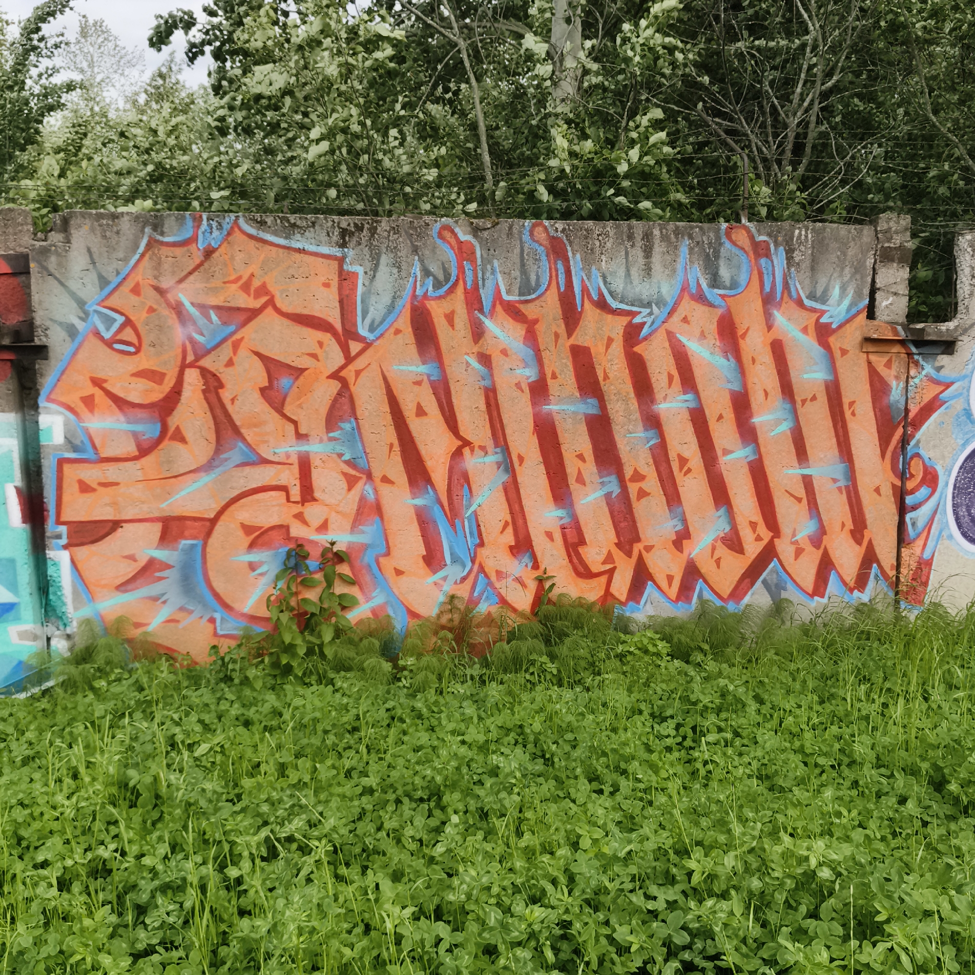 The image depicts a section of a concrete wall covered in vibrant graffiti. The graffiti features large, stylized orange lettering outlined in red, with blue accents and jagged blue shapes. The wall itself appears weathered and in disrepair, with some missing sections. In front of the wall, lush green grass and clover are growing densely, obscuring the base of the wall and extending into the foreground. Behind the wall, the tops of trees with green foliage are visible against a cloudy sky. The scene appears to be an outdoor urban environment. This graffiti is located on a section of the former industrial zone, near the bank of the Kama River in Chaikovsky, Russia.
