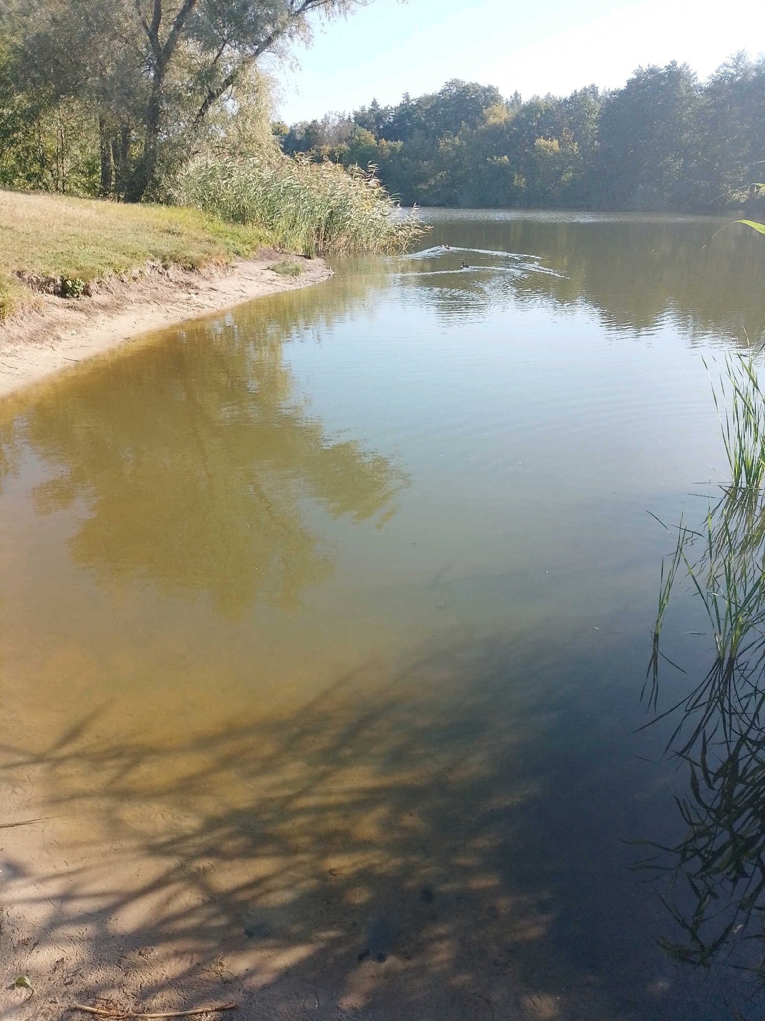 The image depicts a tranquil natural scene by a body of water, likely a lake or pond, near the city of Myrhorod, Ukraine. In the foreground, a sandy bank slopes gently into the shallow, murky water. The water is partially clear near the bank, revealing the sandy bottom, and becomes darker and deeper further out. Tree shadows are cast across the water's surface and the bank, indicating a sunny day. Tall reeds or grasses grow along the edge of the water on the right side of the frame, with their reflections visible. In the mid-ground, several ducks are swimming in a line, creating ripples on the water's surface. The background features a dense line of trees and vegetation, with a clear sky above. The overall impression is one of a peaceful, natural environment.