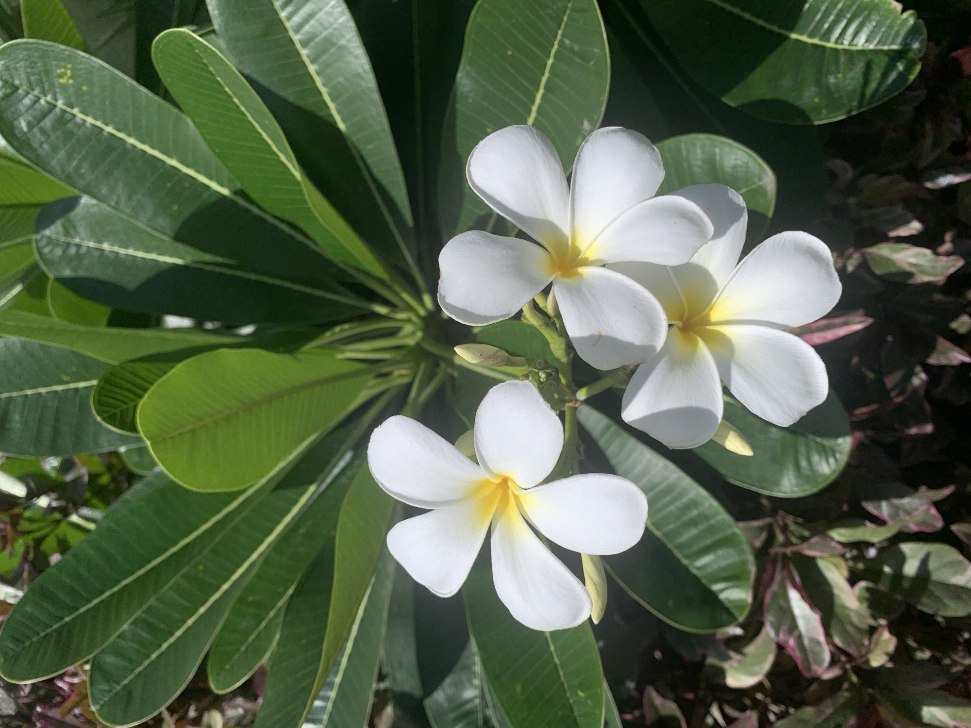 This close-up, high-angle image captures a vibrant display of three white plumeria (frangipani) flowers set against a backdrop of lush green leaves. Each flower features five pristine white petals, tapering towards a distinct bright yellow center, characteristic of the tropical bloom. The flowers appear fresh and in full, delicate bloom.
They are prominently situated among numerous large, elongated, dark green plumeria leaves, some of which show subtle patterns of veins and a lighter central rib. The leaves exhibit a healthy, glossy texture, with a few small, natural blemishes visible on their surface.
The lighting suggests a bright, sunny day, likely midday or early afternoon, as strong, well-defined shadows are cast across the leaves, creating a dynamic interplay of light and shade that adds depth to the foliage. In the blurred background, particularly to the right and bottom, glimpses of other plant life with reddish-purple and darker green variegated leaves can be observed, hinting at a diverse botanical environment.
The overall scene evokes a sense of tropical tranquility and natural beauty, consistent with the location context of Ahangama, Sri Lanka, where plumerias are common. There is no discernible text visible in the image.