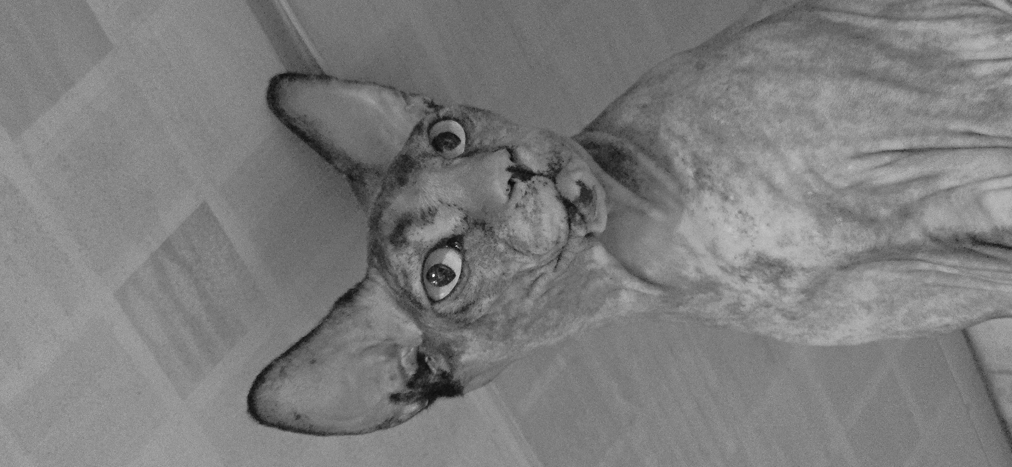 The image is a black and white, low-angle close-up of a hairless cat, likely a Sphynx breed, looking directly at the camera. The cat has large ears, prominent eyes with visible pupils, and mottled skin with darker markings. The background appears to be a ceiling with a tiled or panelled surface, casting a subtle shadow in the upper portion of the frame. There are no discernible features indicating a specific location in Baku, Azerbaijan. The scene is static and focuses solely on the animal.
