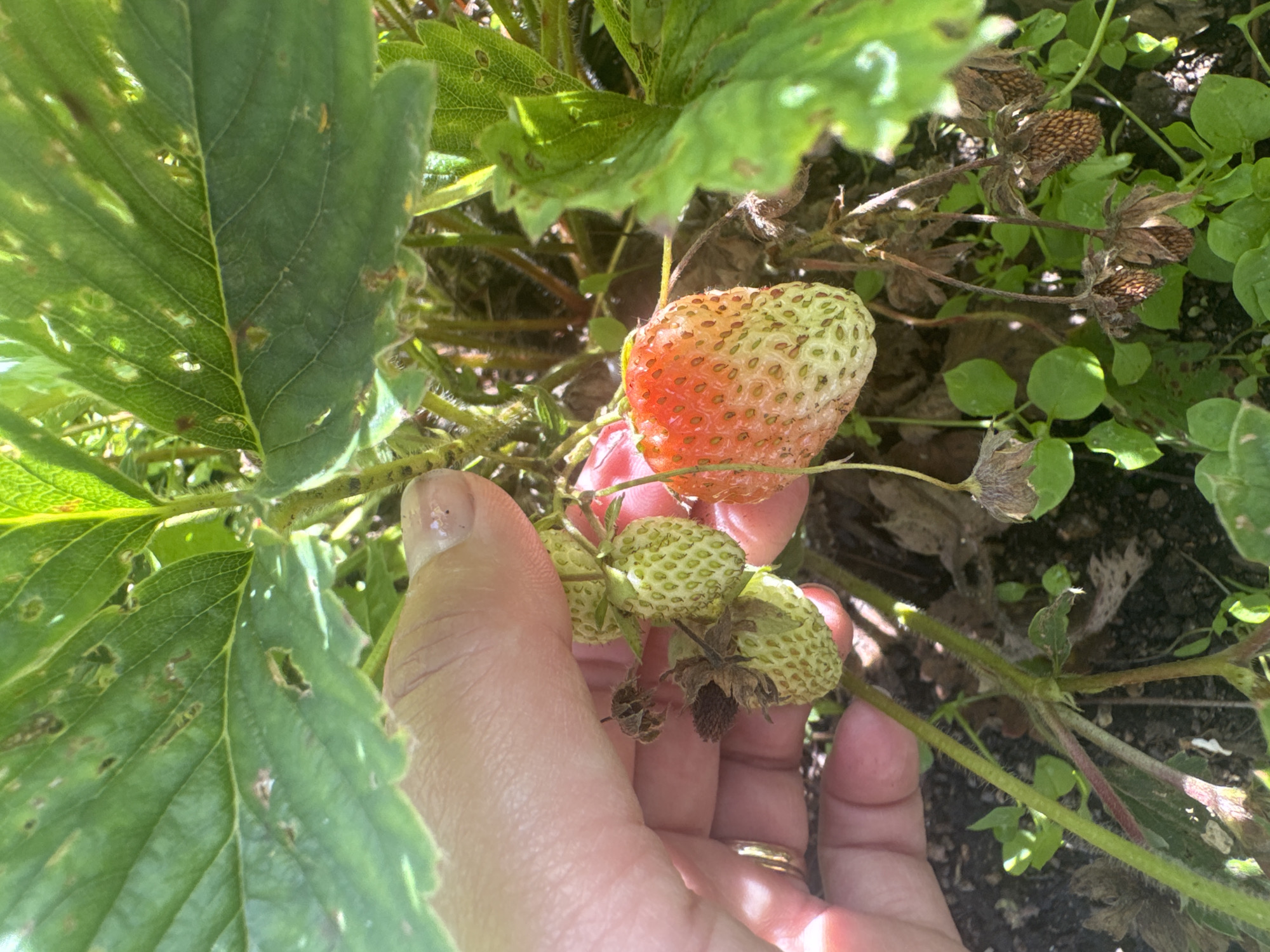 A close-up shot captures a hand with a ring on the index finger gently holding several unripe, green strawberries and one partially ripe, red and green strawberry. The strawberries are on a plant with large, green leaves, some of which show signs of damage or disease. The background is filled with more greenery and dark soil. The image was taken outdoors, likely in a garden setting. There is no indication of the specific location being Кашино, Russia.