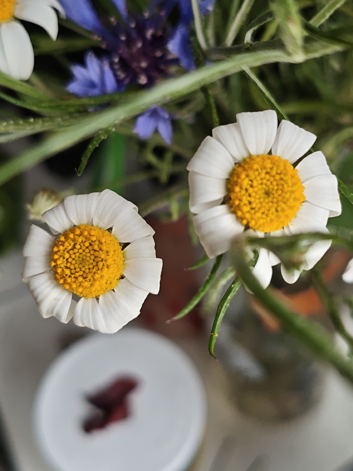 The image depicts a close-up, top-down view of a floral arrangement located indoors in Mława, Poland. Two daisy-like flowers, each characterized by a bright yellow disc florets and white ray florets, are prominently positioned and sharply in focus in the foreground. One flower is situated towards the lower-left, and the other towards the upper-right. Interspersed throughout the frame are green stems and linear leaves, some appearing sharply defined near the primary flowers, while others are out of focus, particularly in the mid-ground and background. In the upper background, blurred elements of blue and purple flowers are visible, suggesting a diverse bouquet composition. The lower-left background features a highly blurred white circular object with an indistinct, dark maroon, irregularly shaped item on its surface, indicative of a tabletop or similar flat surface. The scene is illuminated by soft, diffused light.