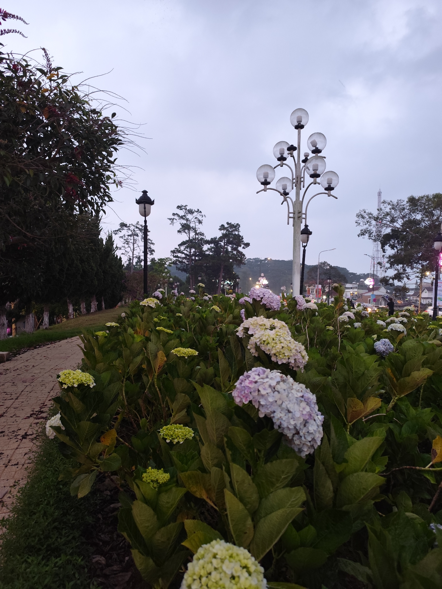 The image depicts a serene outdoor scene at dusk or early morning, likely in Da Lat, Vietnam. The foreground is dominated by a lush bed of hydrangea flowers, showcasing blooms in shades of light purple, white, and pale green, interspersed with their broad green leaves. To the left, a paved pathway with reddish-brown pavers curves gently, bordered by a row of dark green trees, possibly conifers, that recede into the distance.
Two distinct lampposts are visible: one in the midground has a traditional dark lantern design, while a more prominent, ornate streetlight with multiple globe-shaped lamps stands centrally. The sky above is overcast and a soft grey-blue, suggesting low light conditions.
In the background, a townscape is visible with buildings and other streetlights, some of which appear to be lit. A tall communication tower or antenna rises against the horizon on the right. Further back, hills or mountains are faintly discernible. A blurry figure, possibly holding an umbrella, can be seen among the distant buildings. The overall ambiance is peaceful and cool, reflecting the early or late hours of the day. There is faint, unreadable text visible on a building sign in the distant town.
