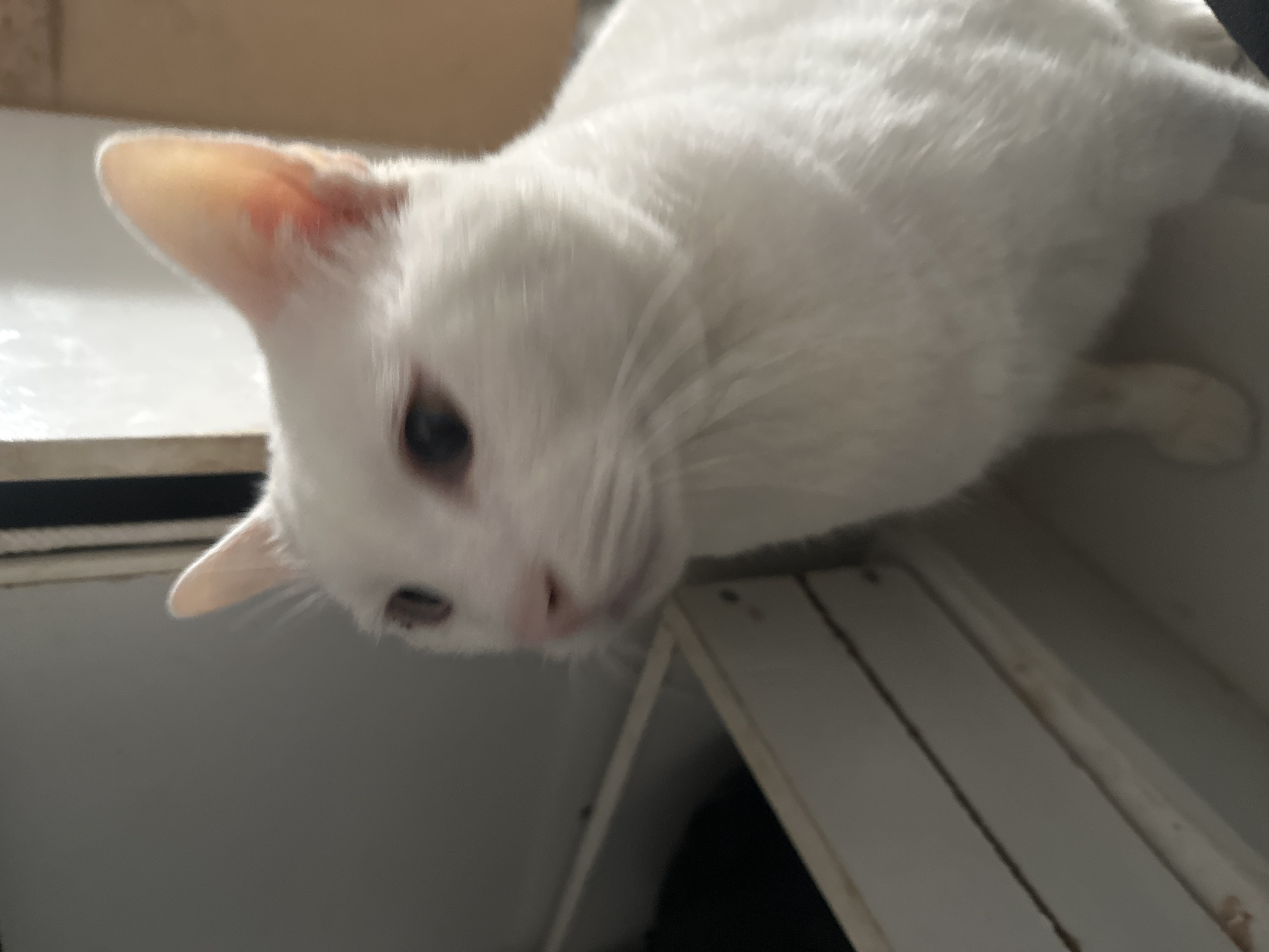 A white domestic cat is the central subject of this close-up, high-angle photograph. The cat, with pristine white fur and dark eyes, is peering downwards with a curious and gentle expression. Its head is slightly tilted, revealing a small pink nose and the soft, reddish-pink inner lining of its visible ear. The cat's body is partially visible, showing the fluffy texture of its fur as it lies or perches on a light-colored surface, possibly a shelf or furniture. In the lower right portion of the frame, a light-colored wooden structure composed of planks is discernible, suggesting the cat is on a multi-tiered surface or a cat tree. The lighting is soft and even, indicating an indoor setting during daylight hours. No specific weather conditions are observable. The image provides no specific location cues beyond the external information that it was taken in North Jakarta, Indonesia. There is no visible text.