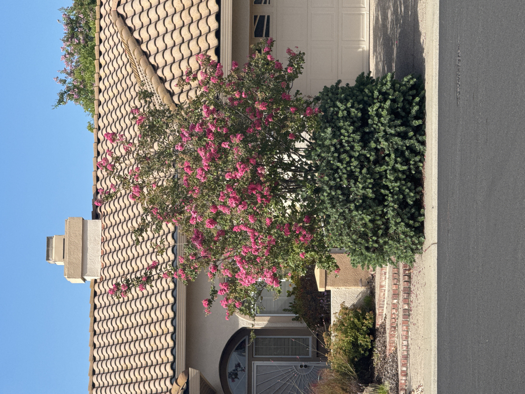 In the city of Roseville, United States of America, a suburban house features a light-colored tiled roof with a tan chimney. In front of the house, a vibrant flowering tree with pink blossoms is in full bloom, casting shadows on the light-colored garage door. A dense green shrub sits at the base of the tree. To the left of the tree, a set of brick steps leads up to the house, with landscaping visible behind it. A dark asphalt road runs across the foreground of the image, with a concrete curb separating it from the driveway. The sky is clear and blue.