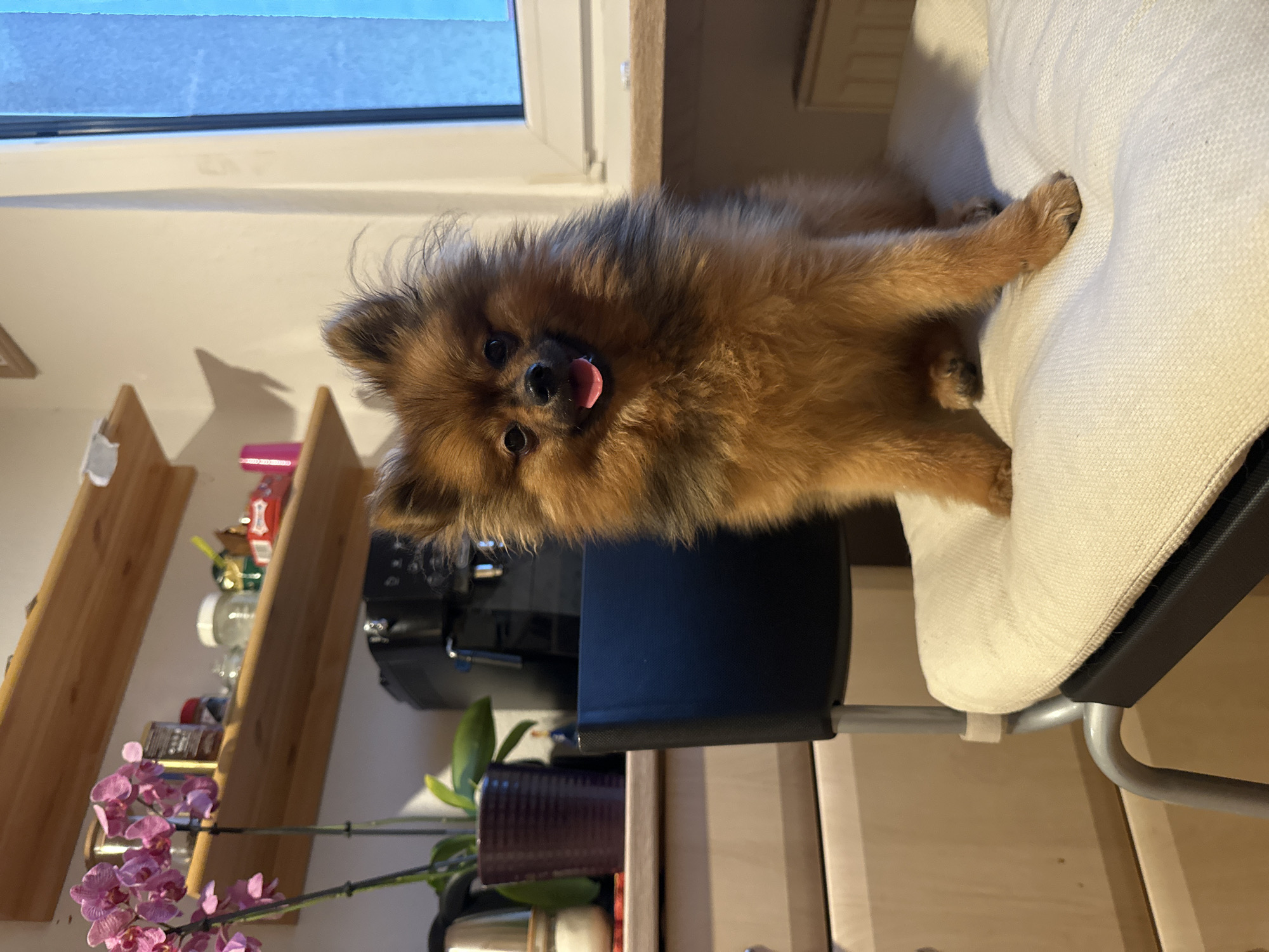 A small, fluffy dog, resembling a Pomeranian, is prominently featured in the image, sitting or lying on a light-colored, upholstered chair cushion. The dog has a mix of brown and black fur and is looking directly at the camera with its pink tongue slightly extended, conveying a playful or curious expression. Its front paws are visible on the cushion, and its body is positioned as if relaxed.
The chair itself features a light-textured fabric cushion and a silver-colored metal frame. In the background, a window with a light frame is visible, showing a bright, light blue sky outside, indicating it is daytime. To the left of the dog, wooden floating shelves are mounted on a wall, displaying various items such as glass jars, bottles, and a black kitchen appliance, possibly a coffee machine. Below the shelves, a potted plant with delicate pink orchid flowers adds a vibrant touch. Additional wooden furniture, potentially cabinets or another shelf, can be seen further down, contributing to a cozy indoor domestic setting. The location context is Arzberg, Germany. No discernible text is clearly visible in the media file.