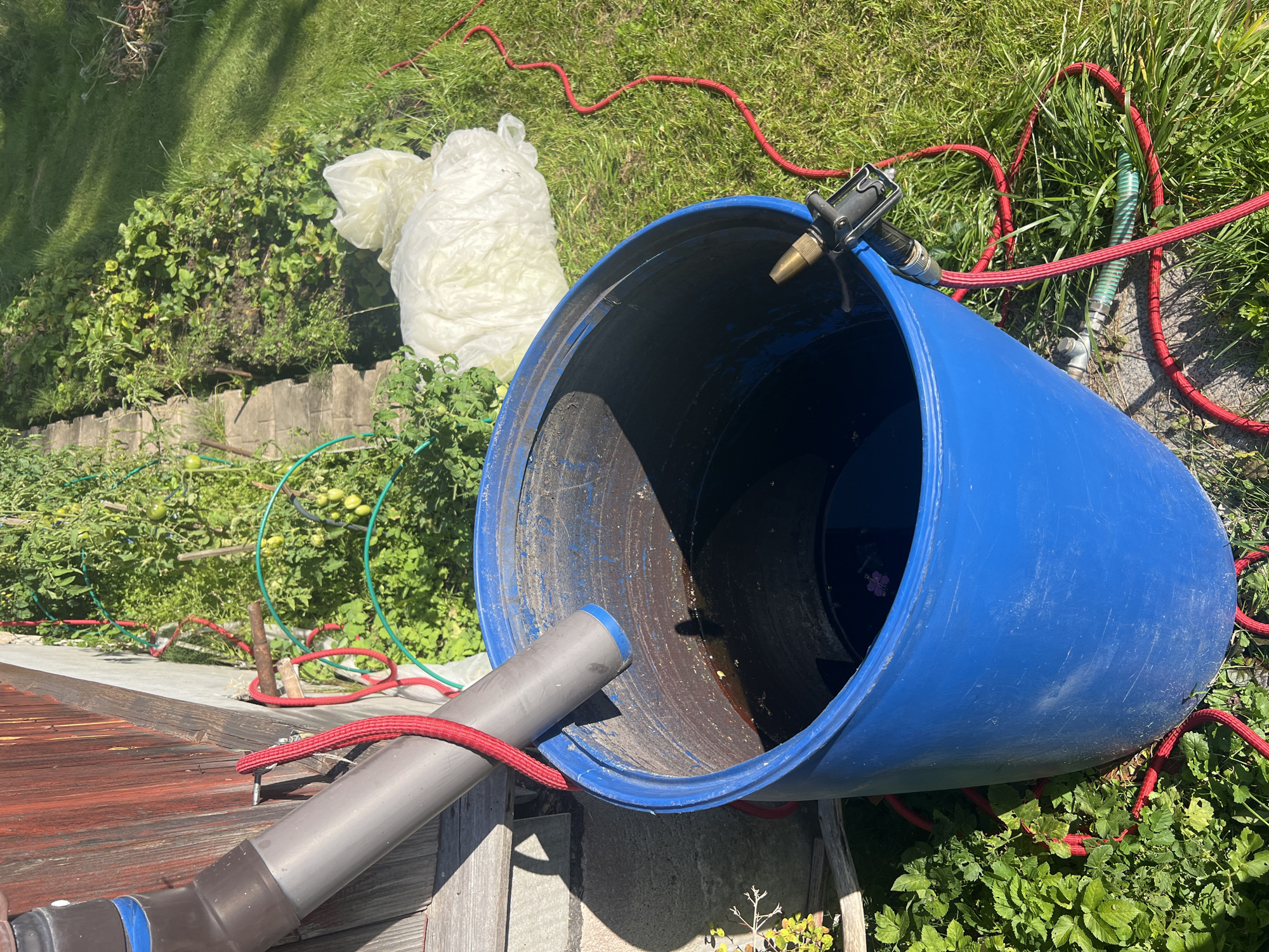 In the city of Роса Снт, Russia, a bright blue plastic barrel, partially filled with dark water, is positioned outdoors. A grey downspout, attached to a weathered wooden structure, directs water into the barrel. A red hose is coiled around the downspout and extends towards the barrel, connected to a nozzle that is clipped to the barrel's rim. Surrounding the barrel is green grass, with a garden featuring tomato plants and other vegetation in the background. A crumpled white plastic sheet is visible to the right of the barrel. The scene is illuminated by sunlight, casting shadows on the ground and the side of the wooden structure.