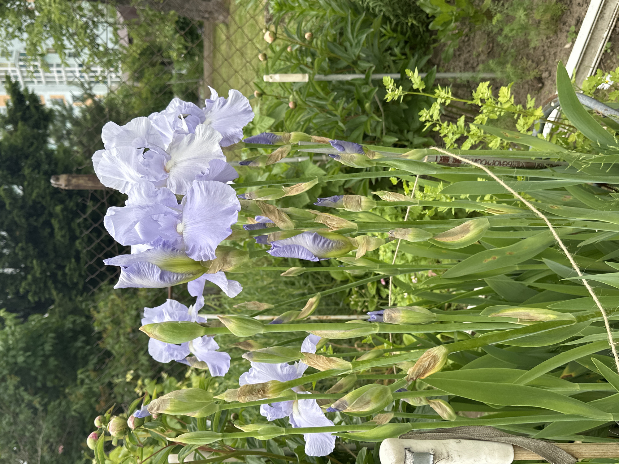 This image, captured in Minsk, Belarus, showcases a vibrant garden scene dominated by light purple irises. The flowers are depicted in various stages of development, with several fully open, delicate blooms displaying soft lilac and white tones, alongside numerous closed buds, some green and others subtly hinting at the purple hue within. Their characteristic long, green, sword-shaped leaves form a dense backdrop for the flowers.
In the midground, a wire mesh fence divides the immediate garden from the distant background. Beyond the fence, a multi-story building with light-colored walls and windows is visible, partially obscured by a mix of dense green foliage and evergreen trees. Within the garden itself, other green plants are present, including those with round, pinkish buds, possibly peonies, and smaller, light green leafy plants.
Man-made objects include a white, rectangular marker or stick positioned horizontally near the fence, a piece of brown twine or string draped over some iris leaves in the lower right, and a blurry white and grey object (possibly part of a garden tool or support) in the bottom right corner. The lighting is soft and diffused, characteristic of an overcast day or early morning/late afternoon.
Visible text in Cyrillic, possibly "БЕЛОРОСС", is partially discernible on a dark, cylindrical object nestled among the iris leaves and buds. The scene captures the tranquil beauty of a blooming garden in an urban or suburban setting.