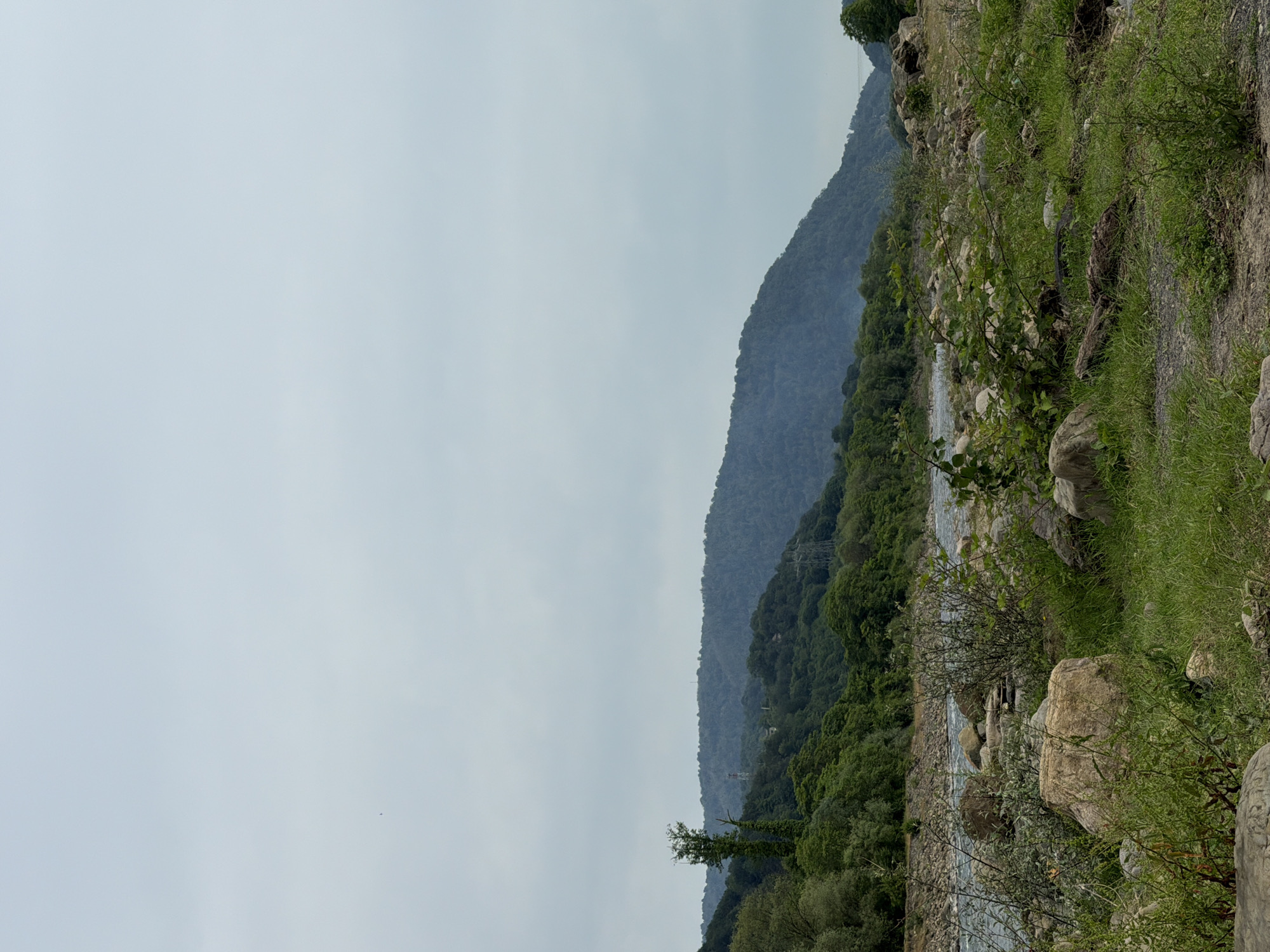 This is a full-frame, eye-level, vertical shot of a natural landscape near Sochi, Russia. The scene depicts a rocky, grassy foreground leading to a river and a densely forested mountain range under an overcast sky. The river flows from the left towards the right, appearing wide and shallow with visible rocks and ripples. The mountains are covered in lush green trees, with some darker shadows indicating their depth and contours. In the mid-ground, a single, tall tree with ivy growing on it stands out on the left side of the riverbank, and power lines and pylons are visible ascending the mountainside, suggesting human presence and infrastructure in the otherwise natural setting. The foreground is characterized by scattered rocks of various sizes, green grass, and some low-lying shrubs and bushes. The sky is a uniform pale gray, indicating a cloudy or possibly foggy day, which contributes to a subdued and serene atmosphere. There are no visible people or animals in the image. The overall impression is one of a wild, untamed natural environment with subtle signs of human impact.