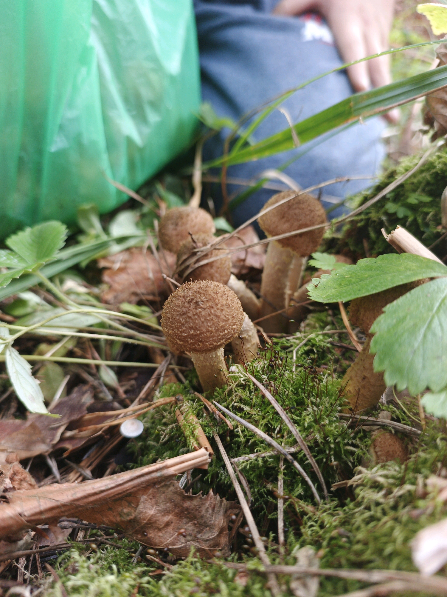 A close-up, low-angle shot captures a patch of forest floor in Medvedyovka, Russia, with a cluster of honey mushrooms as the primary focus. The mushrooms, varying in size, are a light brown color with textured caps and slender stems. They are growing amidst lush green moss, fallen leaves, and dry twigs. In the background, a portion of a person's leg, clad in blue fabric, is visible, along with a bright green plastic bag. The lighting suggests an outdoor, natural setting, likely during daytime.