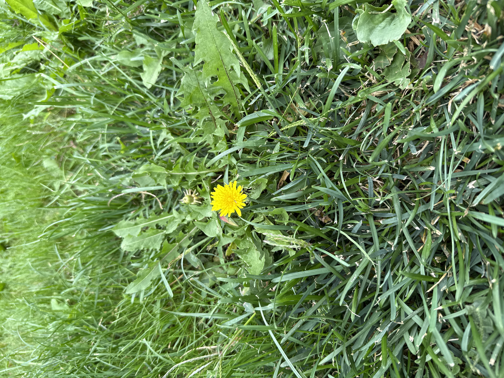 The image shows a close-up, eye-level, outdoor shot of a single yellow dandelion flower surrounded by green grass and dandelion leaves. The flower is in focus and positioned slightly to the right of the center. The surrounding grass is a mix of long and short blades, with some blades appearing slightly dried out. There are also several large, jagged green dandelion leaves interspersed within the grass. The background is a blur of green, indicating a natural outdoor setting. The lighting suggests it is daytime. There are no people or man-made structures visible in the image. The image appears to have been taken in a park or a grassy area.