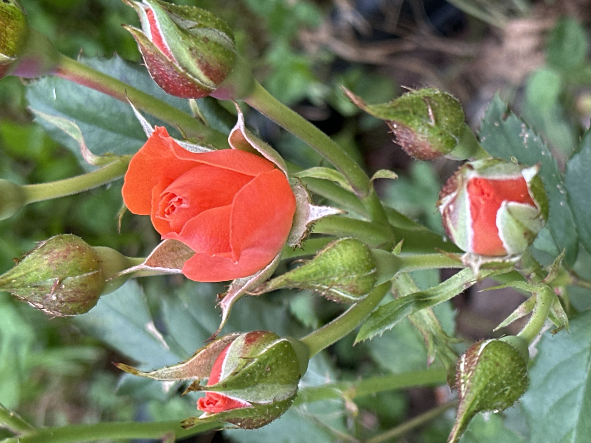 This is a close-up, eye-level photograph of several rosebuds and one partially opened rose. The rose is a vibrant orange-red, with delicate petals unfurling. The buds are various shades of green with hints of red and brown at their tips, some appearing more mature than others. The rose is growing on a bush with green stems and leaves, some of which are slightly out of focus in the background, creating a shallow depth of field. The overall lighting suggests it is daytime, with soft, natural light illuminating the flowers. There is no indication of the city of Podolsk, Russia, in the image. The scene depicts a natural, outdoor setting, likely a garden or park, focusing on the intricate details of the flowering plant.