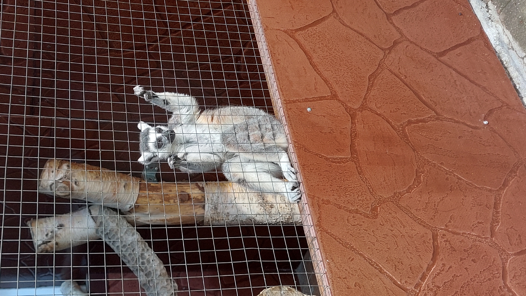 A ring-tailed lemur sits inside a cage, looking up and to the left with its right paw raised. The lemur has grey fur, a black and white face with large dark eye rings, and a striped tail that is not fully visible. It is perched on a ledge that is part of the cage's structure, which is made of metal wire mesh. Behind the lemur, there are two birch logs, one thicker and one thinner, with the thinner one appearing to be leaning against the thicker one. The back wall of the cage is a dark reddish-brown color. In the foreground, there is a textured, reddish-brown wall that appears to be made of concrete or stone. The ground beneath the ledge is not clearly visible. The lighting suggests it is daytime.