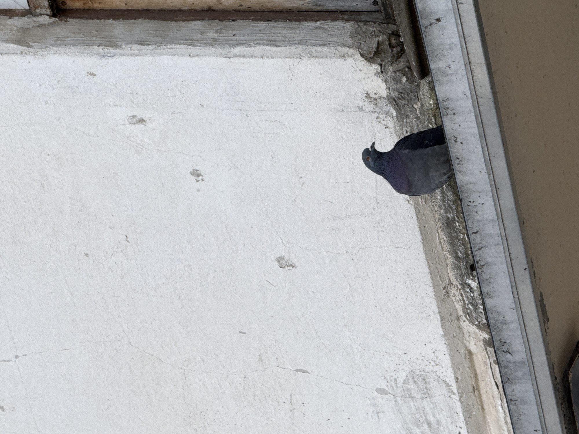 The image captures a rock pigeon positioned within an architectural recess, likely on an exterior building wall in Chaikovsky, Russia. The pigeon, which is predominantly dark gray with subtle iridescent green and purple feathers on its neck and a reddish eye, is seen from a side profile on the right side of the frame. It appears to be peeking out from behind a vertical metal beam or frame.
The majority of the image is filled by a light-colored, possibly off-white or very light gray, textured wall. This wall displays signs of age and wear, including several small cracks and some dirt or discoloration marks. At the very top edge of the frame, a weathered wooden beam or ledge is visible. Adjacent to the pigeon and running vertically along the right side of the textured wall, there's a dark, rough section, possibly a crevice filled with dirt or mold. Parallel to this, a prominent vertical metal structure or frame extends down the right side of the image. Behind this metal frame, on the far right, a lighter, flat, brown-beige surface is partially visible.
The lighting is soft and diffuse, indicating daytime, possibly an overcast sky or indirect light. There are no strong shadows. The scene suggests a quiet, possibly urban or semi-urban setting, with an emphasis on architectural details and the presence of wildlife. No specific activity beyond the pigeon resting or observing is depicted. There is no visible text in the image.