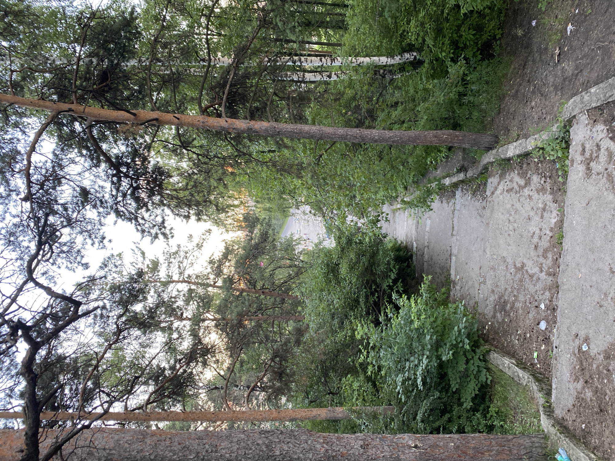 The image depicts an outdoor scene with a concrete stairway descending through a wooded area. Tall trees with dense green foliage line the sides of the path, with pine and birch trees being prominent. The stairway is made of concrete slabs and appears somewhat worn, with some debris, including leaves and small pieces of trash, scattered on its surface. The surrounding vegetation is lush and overgrown, creating a natural, somewhat untamed environment. In the distance, beyond the trees, a paved road or path is visible with a few indistinct objects that could be vehicles or structures. The sky is overcast with some light filtering through the trees, suggesting it might be late afternoon or early evening. The scene appears to be located in a park or a wooded urban area, consistent with the natural landscape found in Yekaterinburg, Russia.