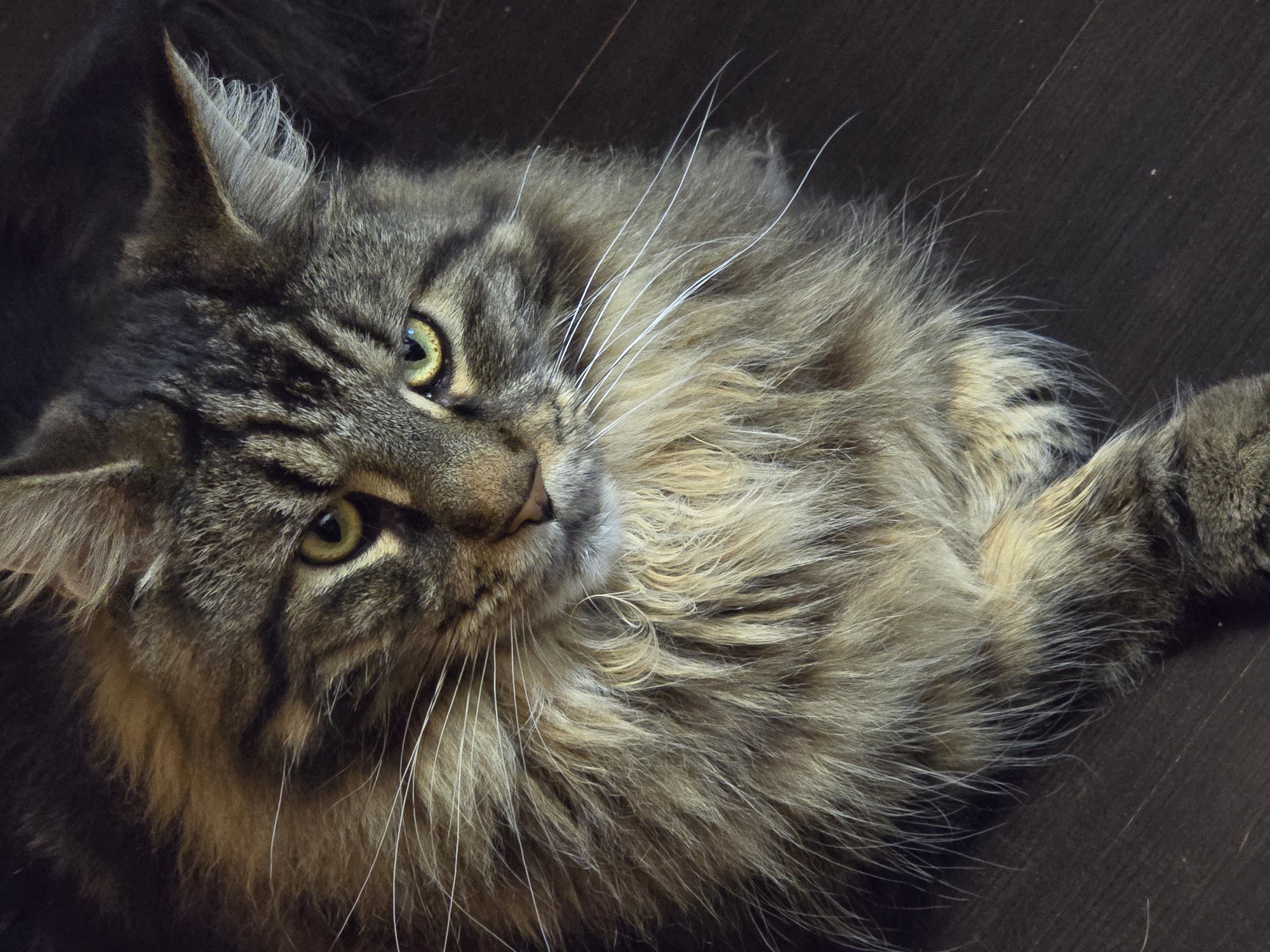 The image shows a close-up of a domestic cat with tabby markings and long, fluffy fur. The cat has green eyes and is lying down on a dark wooden floor. Its paws are crossed in front of it. The background is dark and out of focus. There is no discernible location in the city of Krasnoyarsk, Russia, as the image is a close-up of an animal.