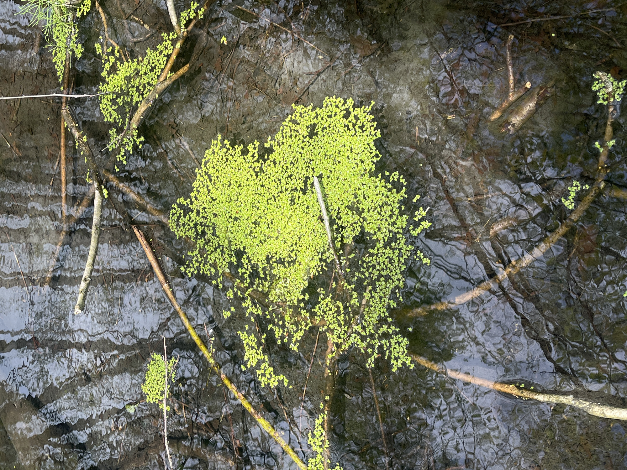 The image shows water with reflections and submerged branches. There is bright green vegetation floating on the surface, concentrated in a central clump and scattered in smaller patches elsewhere. The location is Unknown, Unknown. There are no people or interactions visible.