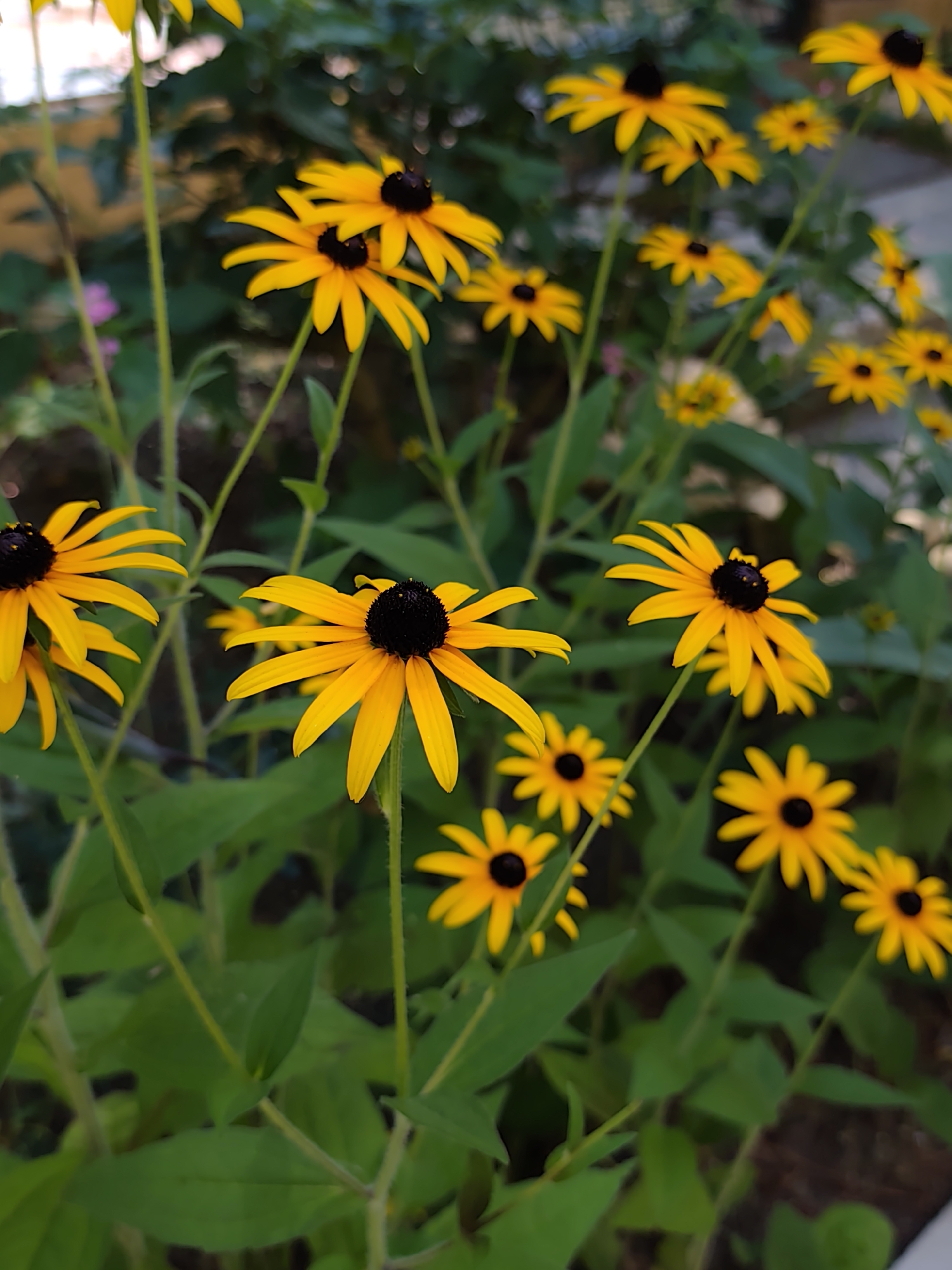 The image shows a close-up view of a patch of Black-Eyed Susans (Rudbeckia hirta) in bloom, set against a blurred background of green foliage and hints of an outdoor environment. Several flowers are in focus, displaying their characteristic yellow petals and dark, conical centers. The stems and leaves of the plants are also visible, adding to the naturalistic setting. The lighting suggests it is daytime, with soft, diffused light illuminating the flowers. No specific location in Sochi, Russia, can be identified from the image. There are no people, actions, or interactions depicted.