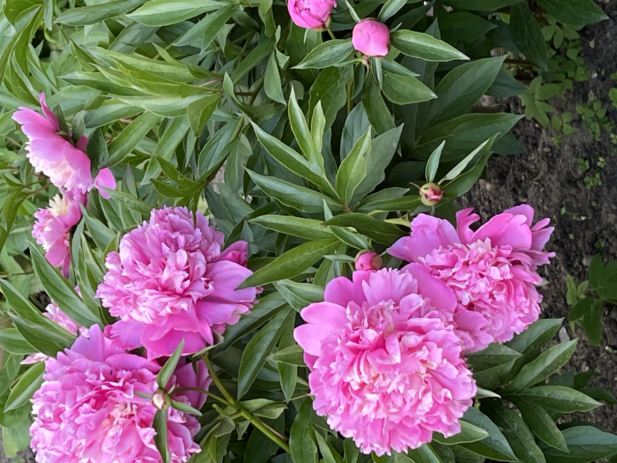 The image captures a vibrant close-up of a peony bush in full bloom. The primary subjects are several large, lush pink peonies with numerous ruffled petals, alongside multiple smaller, tightly closed pink buds that indicate various stages of blooming. The flowers are surrounded by abundant green foliage, consisting of dark green, elongated leaves that fill much of the frame.
The scene depicts a garden or outdoor setting, likely a flower bed, with dark, rich soil visible on the right side of the image, interspersed with a few small green plants growing from the ground. The lighting suggests it is daytime, casting no harsh shadows and allowing the natural colors of the flowers and leaves to appear vivid and bright. There is no discernible activity other than the natural process of blooming flowers.
Notable details include the striking contrast between the deep pink of the peonies and the verdant green of their leaves. The texture of the peony petals appears soft and full, while the leaves are smooth. The overall impression is one of natural beauty and the flourishing of spring or early summer growth. No text is visible in the image.