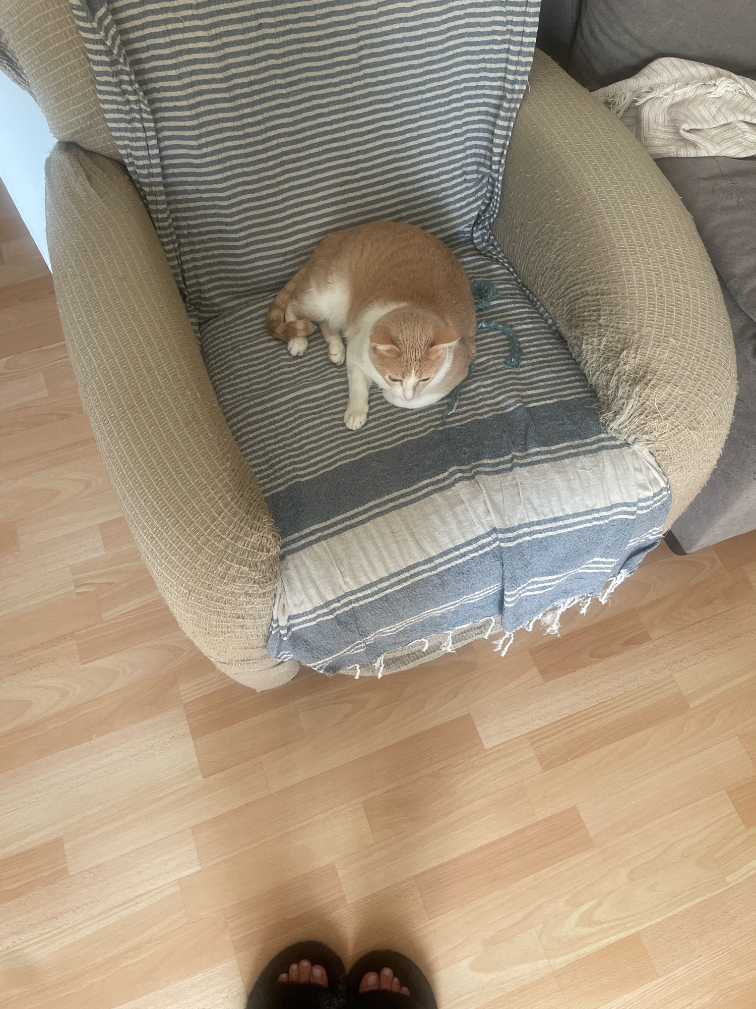 A ginger and white cat is sleeping on a striped blanket draped over an armchair. The armchair is covered in a textured tan fabric. The floor is made of light-colored wood planks. The image appears to be taken indoors. There is no information available to determine the location in the city of Atarfe, Spain.