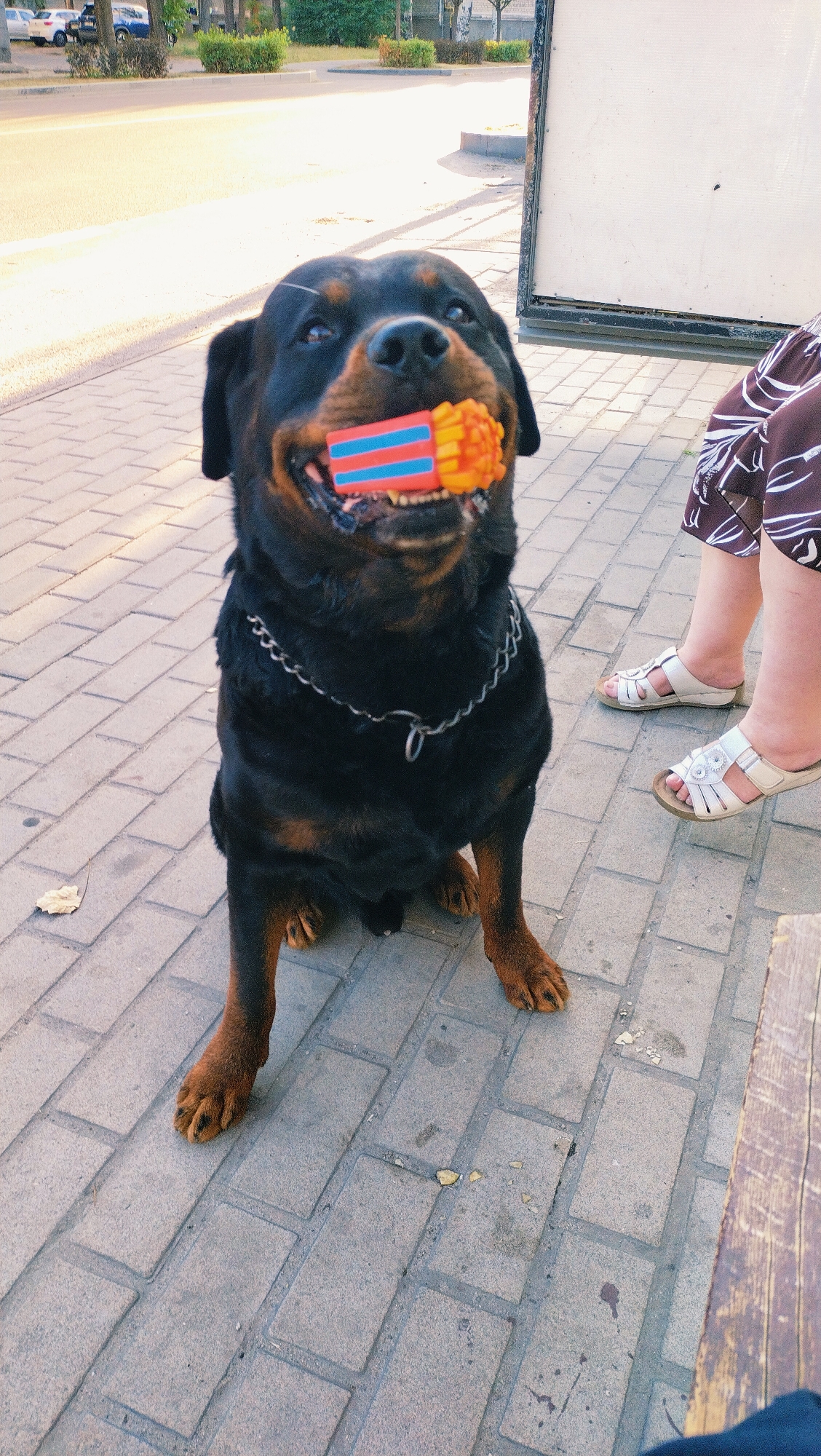 In Horishni Plavni, Ukraine, a Rottweiler dog sits on a paved walkway holding a colorful toy in its mouth. The toy is primarily orange with blue stripes. The dog is wearing a silver chain collar. To the right of the dog, a person's legs are visible, wearing a patterned skirt and white sandals. The background shows a street with cars and trees, indicating an outdoor urban setting. The lighting suggests it is daytime, possibly late afternoon given the shadows. The ground is made of light-colored interlocking pavers.