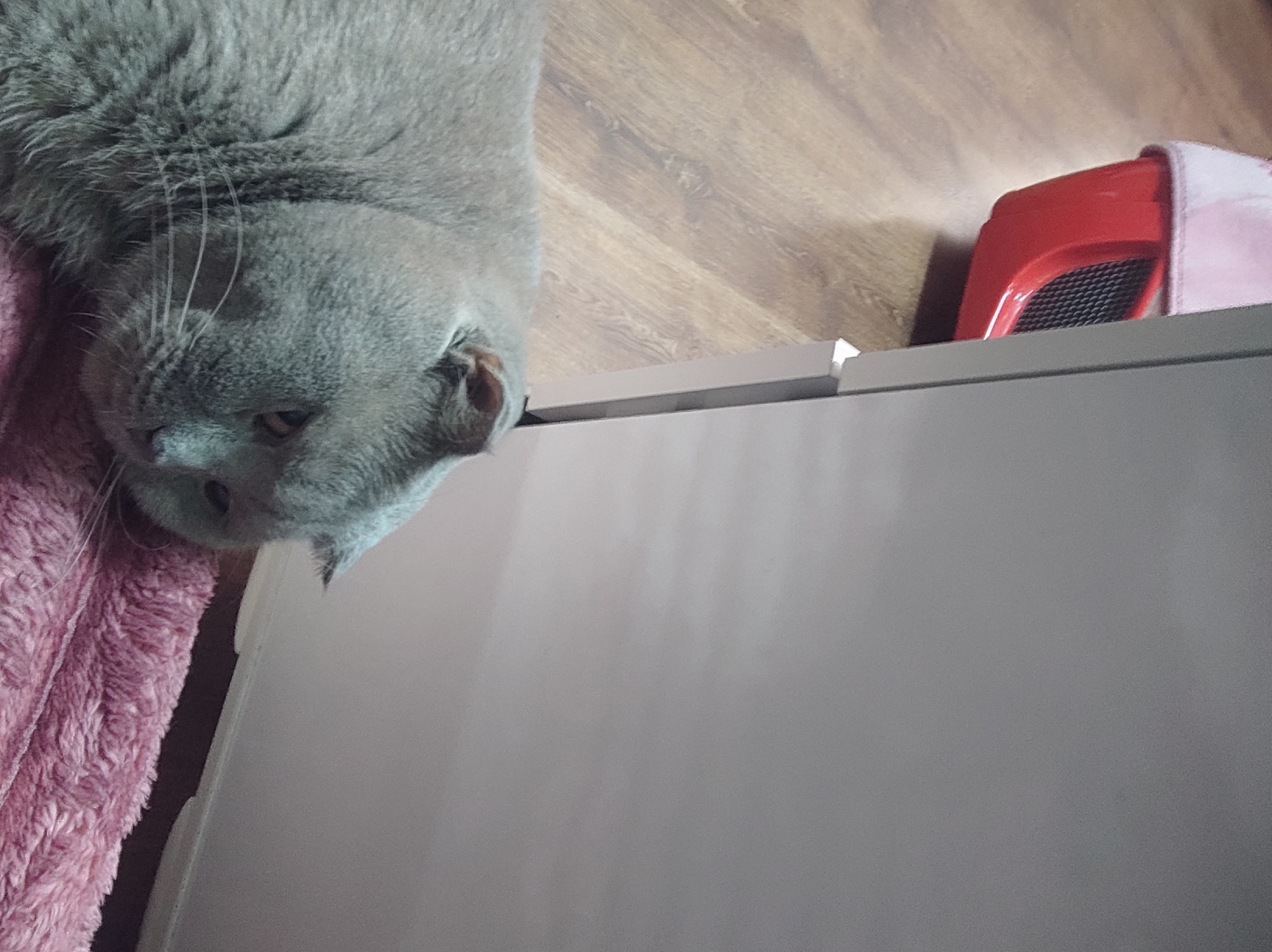 A gray cat is lying on a pink blanket next to a white wall. A red pet carrier is visible in the background. The floor is made of wood. The scene appears to be indoors, likely in a residential setting within the city of Masazir, Azerbaijan.