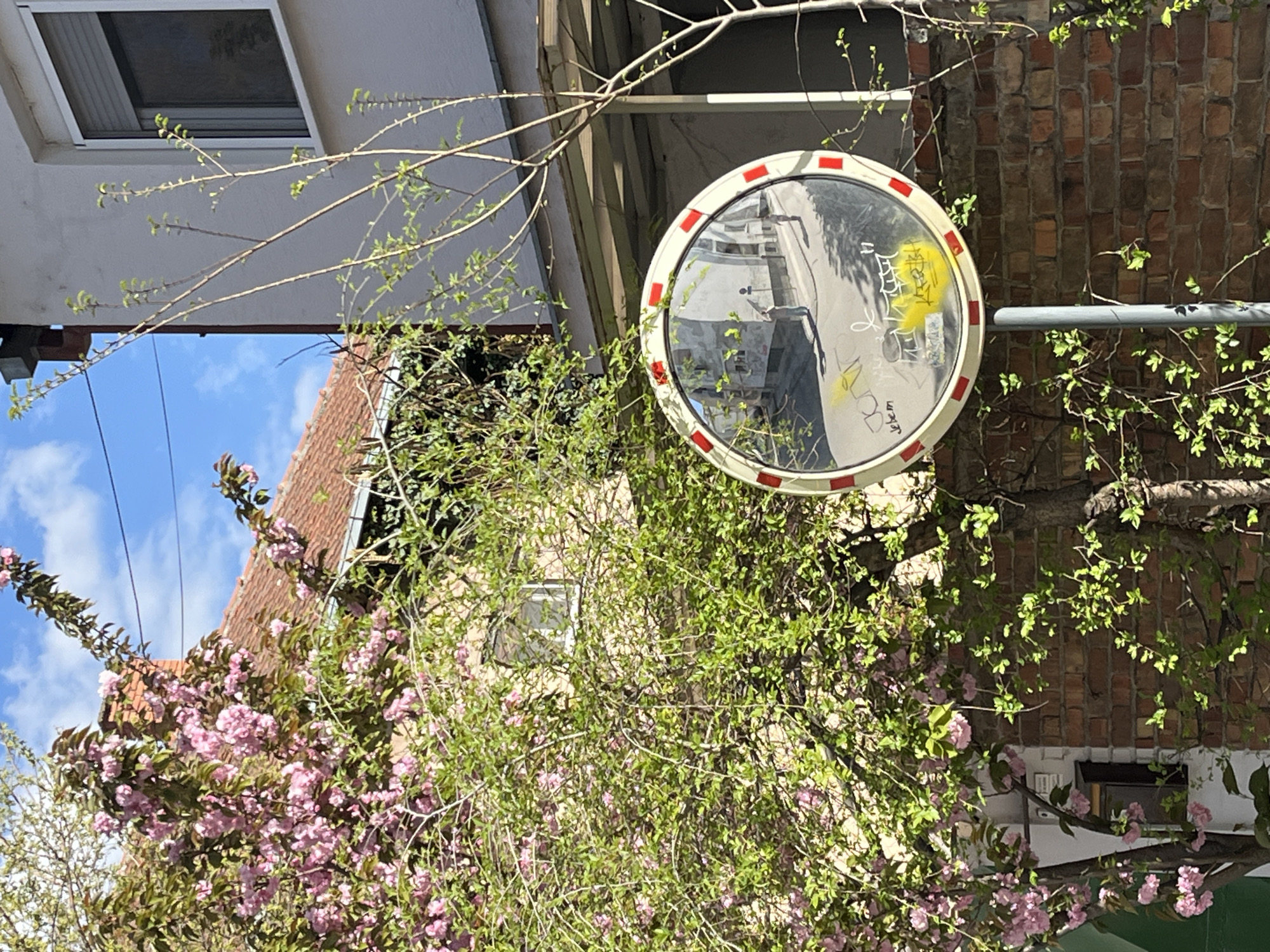 The image shows a street scene in Novi Sad, Serbia. A round safety mirror with a white and red striped border is mounted on a gray metal pole amidst greenery. The mirror reflects a street scene, including buildings and a vehicle. The mirror's surface is marked with graffiti. The immediate surroundings include a brick wall, and flowering bushes with pink blossoms. In the background are buildings with windows and a red-tiled roof against a blue sky.