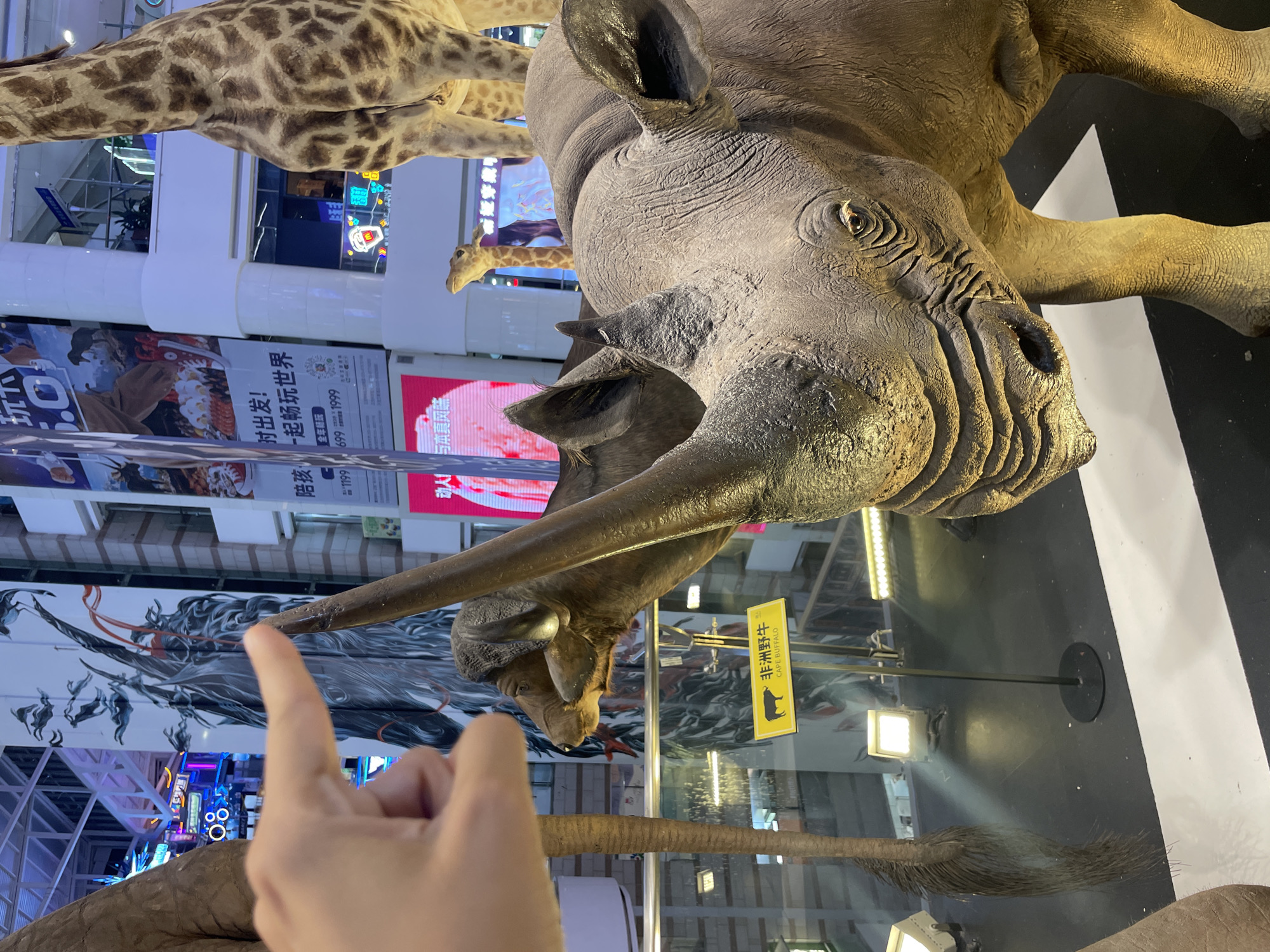 The image shows a museum exhibit featuring taxidermied animals, including a giraffe, a rhinoceros, and a cape buffalo. A hand points toward the rhino's horn. Signs in Chinese and English are visible, one identifying the "Cape Buffalo." The exhibits are within a building with storefronts, advertisements, and structural beams suggesting an urban environment. Based on the storefront signage with Chinese characters, it is located in Tianhe District, China.