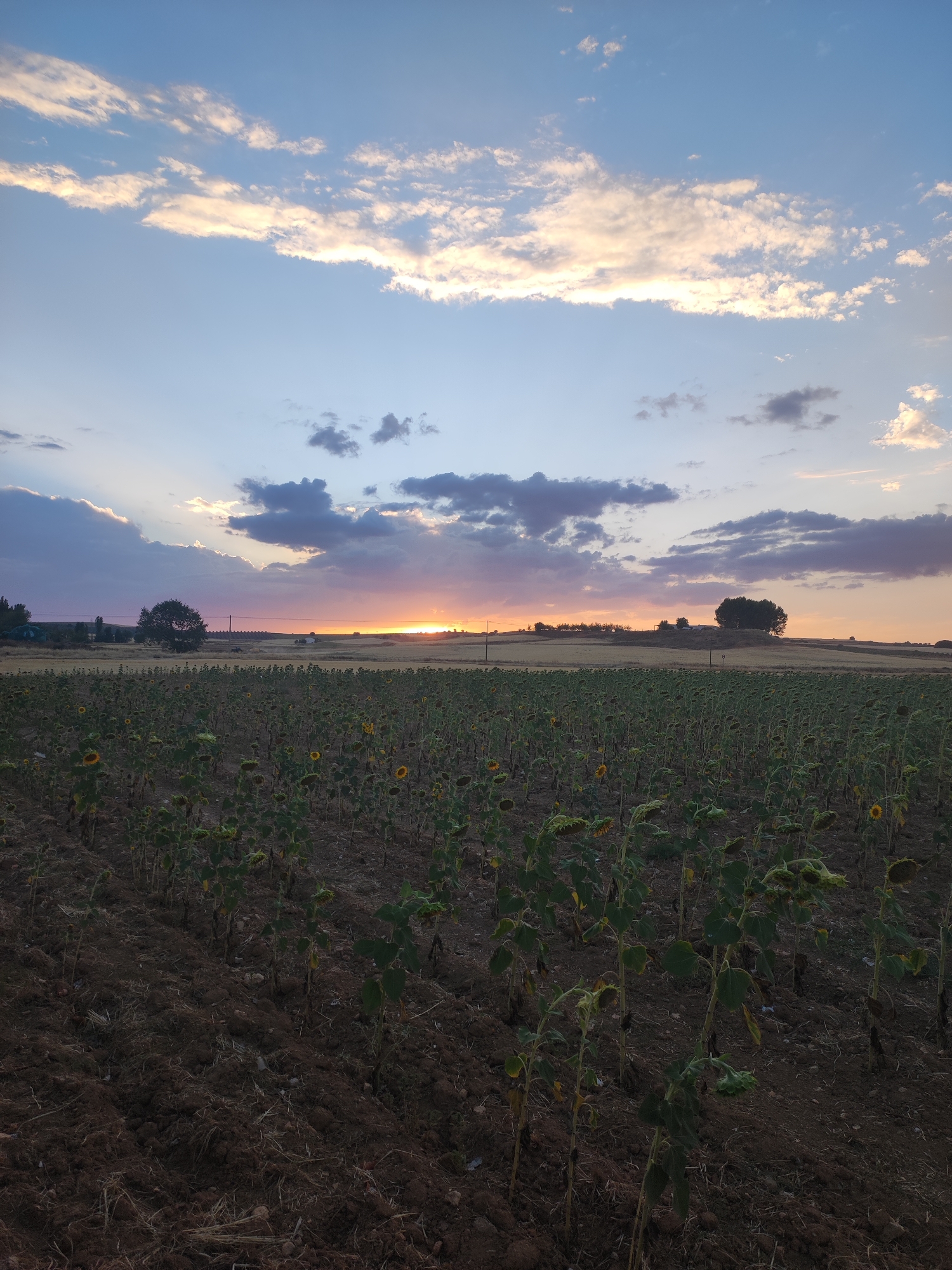 A field of sunflowers is pictured in Villarejo de Fuentes, Spain at dusk. The sky is a gradient of blue and purple, with scattered clouds tinged by the setting sun. The sunflower plants, many with drooping heads, fill the foreground, their green leaves and brown stalks contrasting with the dark, tilled soil. In the distance, a line of trees marks the horizon, and a lone tree stands on a gentle rise. The overall impression is one of a serene, rural landscape bathed in the soft light of twilight.