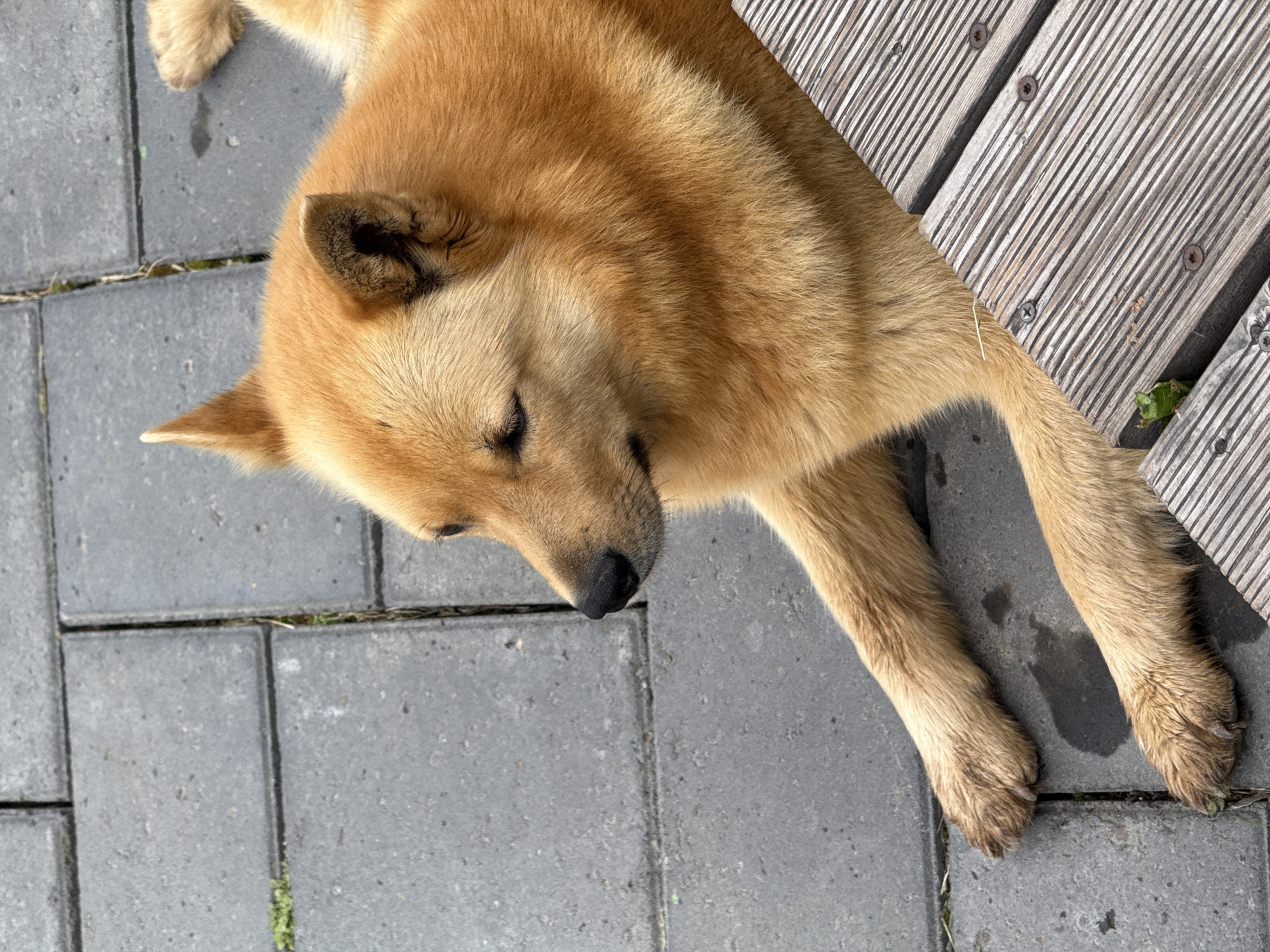 An outdoor scene in Perm, Russia, captures a medium-sized dog with golden-brown fur, appearing to be a Spitz-type or similar breed, lying on a paved surface. The dog is positioned in profile, facing left, with its left eye partially closed and its black nose and muzzle prominent. One pointed ear is erect. Its two front paws are extended onto large, rectangular grey paving stones, which exhibit visible grout lines and sparse green vegetation growing in the cracks. Several irregular dark stains are present on the paving stones near the dog's paws. To the right of the dog, a section of weathered wooden planks, characterized by horizontal grooves and visible screw heads, forms an adjacent surface. The dog's fur displays variations in shade, with lighter tones on the chest area and a thicker appearance. Natural daylight illuminates the scene.