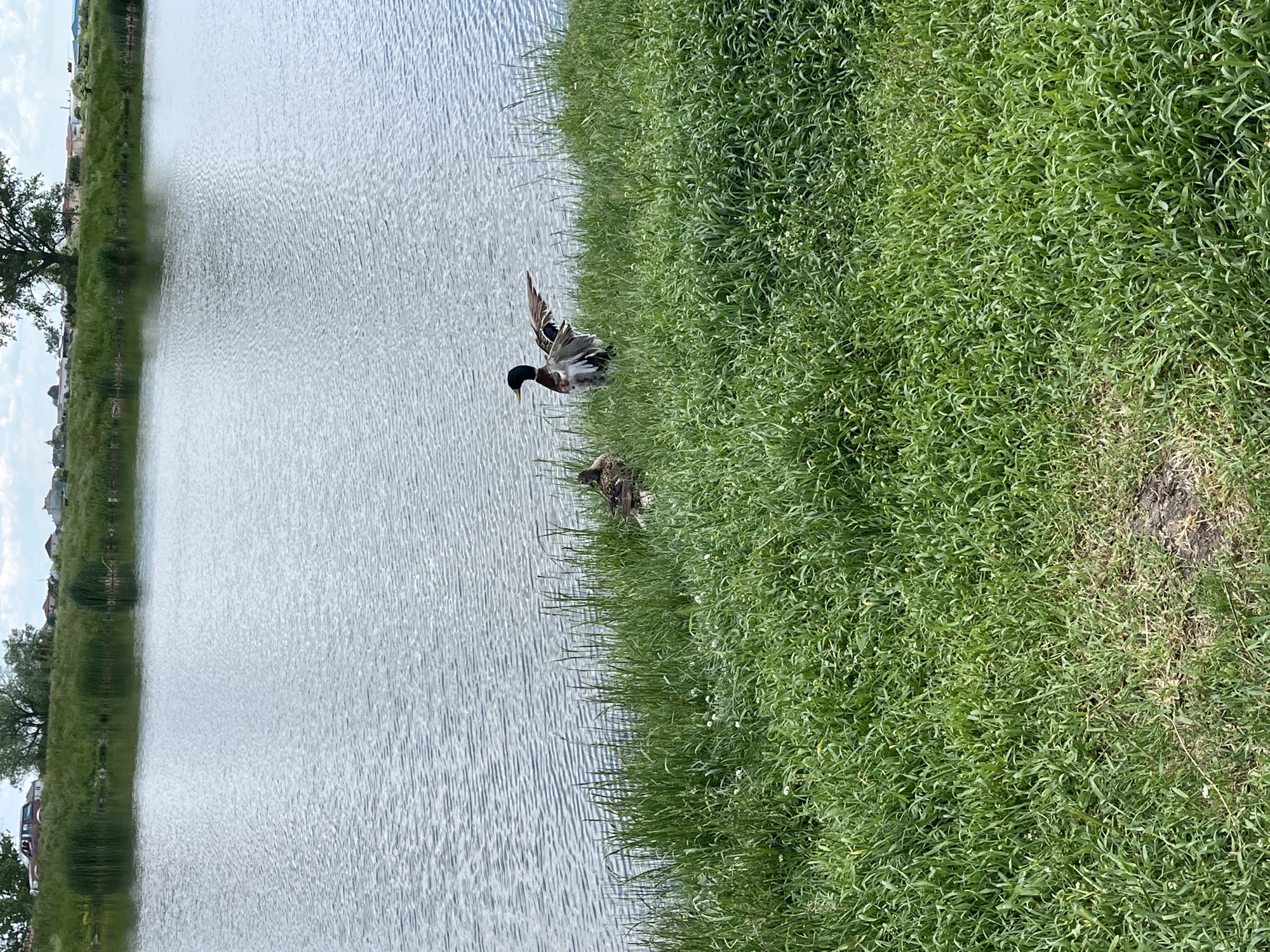 The image shows a body of water (possibly a lake or pond) with a grassy shoreline. There are two ducks on the grass near the water's edge. One duck appears to have its wings slightly raised. The image may have been taken in Kostinbrod, Bulgaria, but the specific location is not apparent. The presence of the lake and grass give the location a park-like aesthetic.