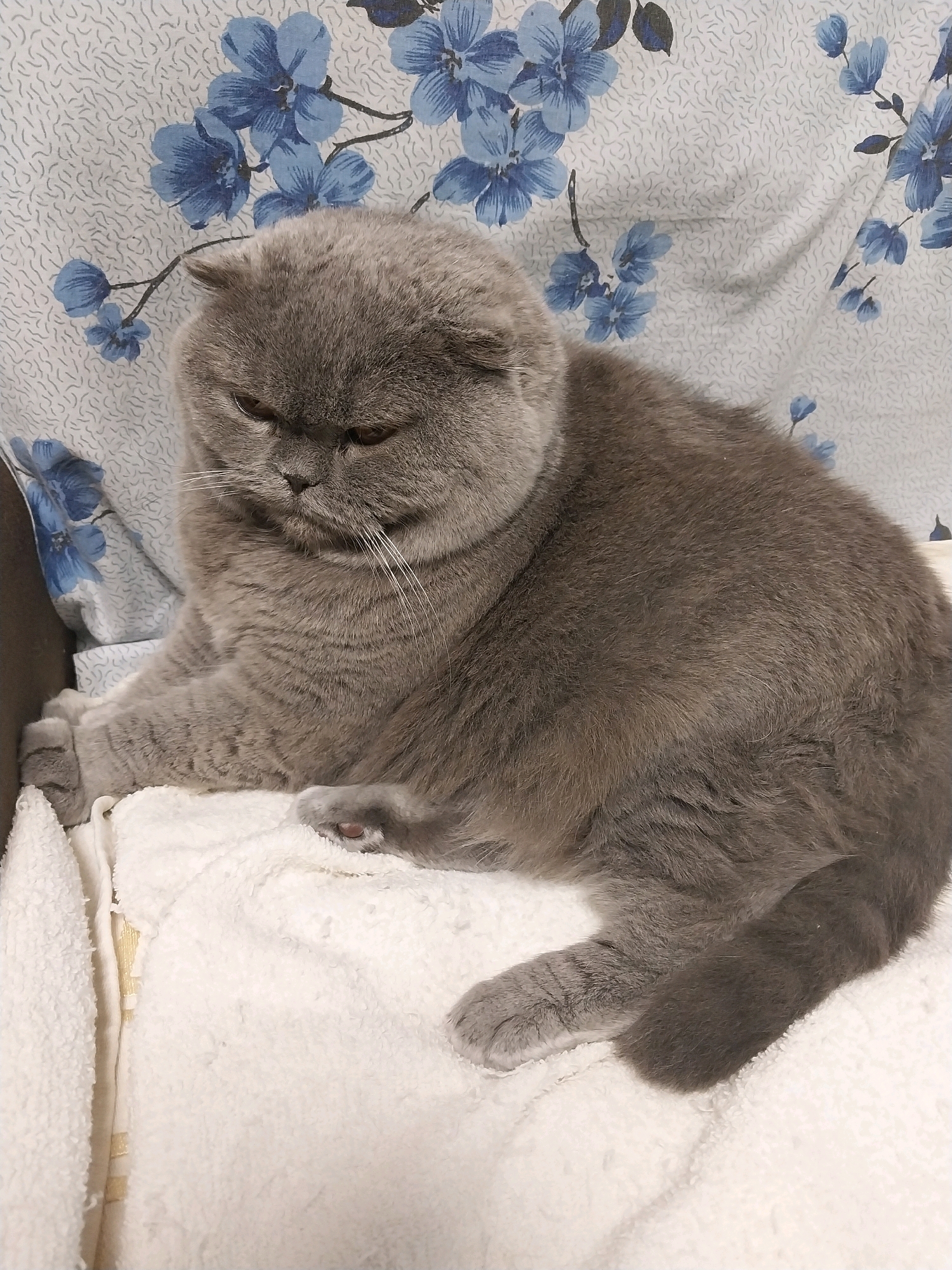 A plump, grey Scottish Fold cat is pictured sitting on a fluffy white towel. The cat is facing left, with its head tilted down and its eyes partially closed, giving it a thoughtful or perhaps sleepy expression. Its ears are folded forward, characteristic of the breed. The background is a draped fabric with a pattern of blue flowers. The scene appears to be indoors, possibly in a home setting. There is no indication of the location in Dnipro, Ukraine, or any other specific city.